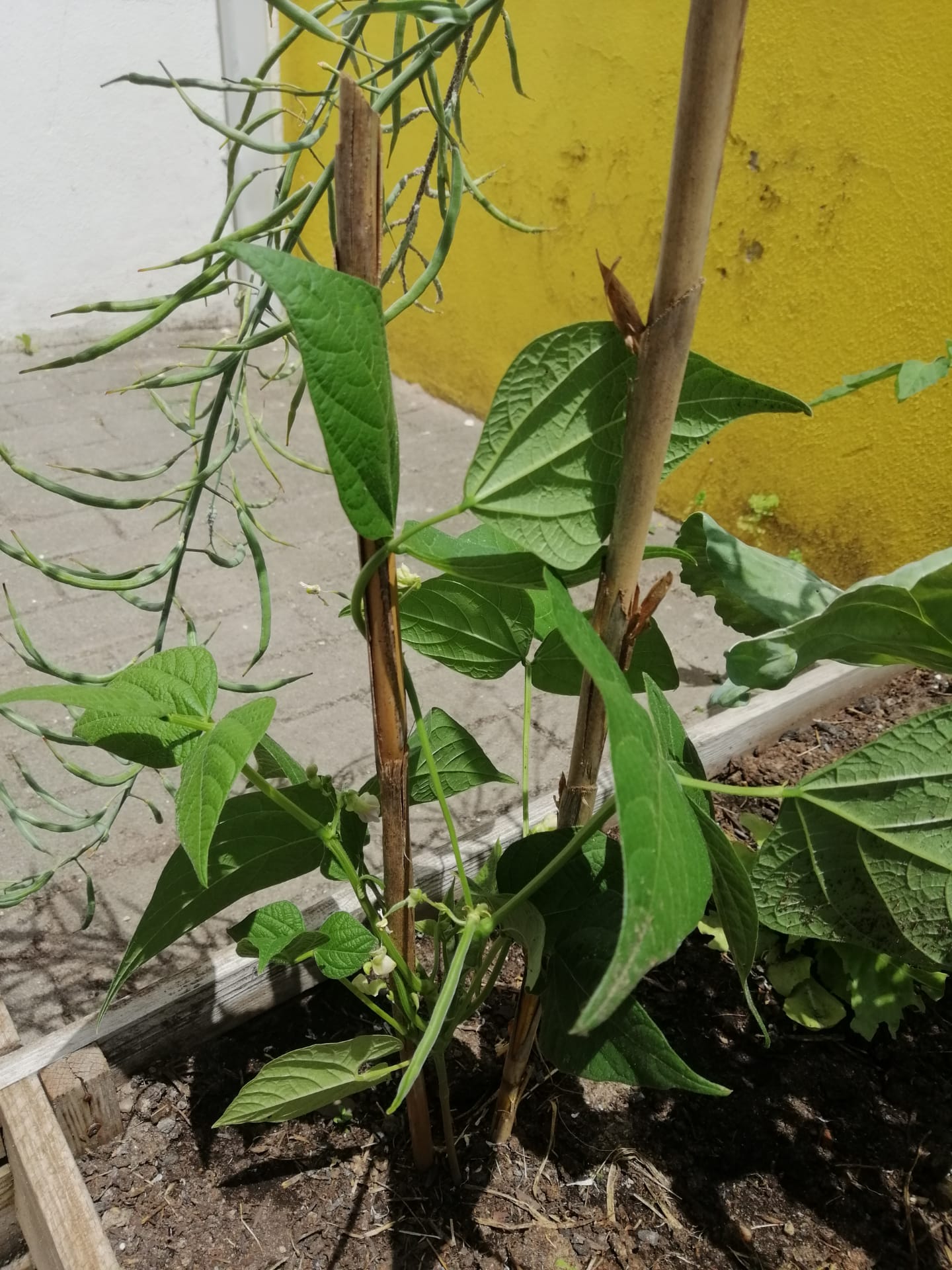 HORTA MAIO EB