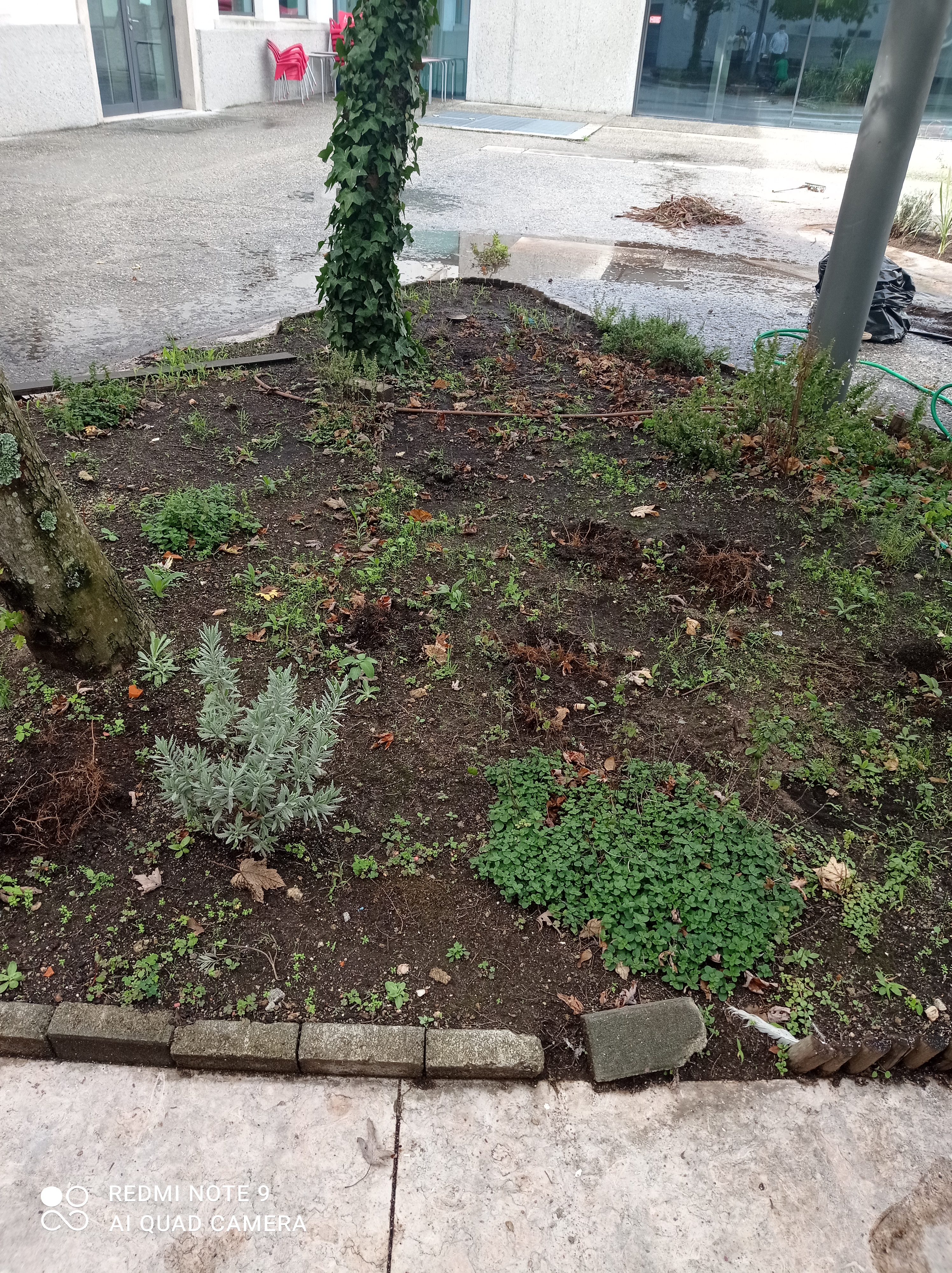 Jardim aromáticas_início
