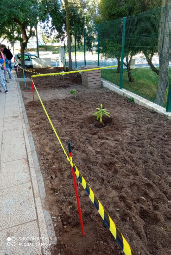 Árvores de fruto