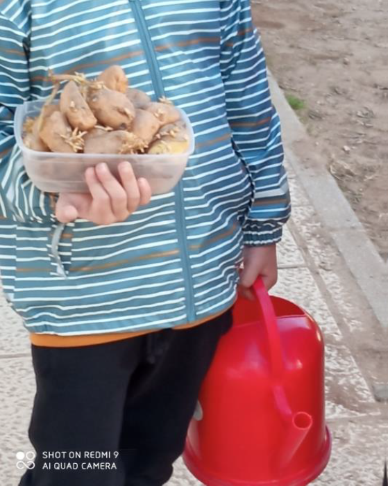 Batata branca