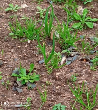 Um cheirinho de Primavera!
Apesar do confinamento a que estivemos sujeitos, a horta continua…