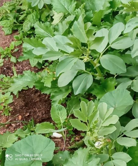 As nossas favas. Observação e elaborar conclusões (sementes; germinação e crescimento).