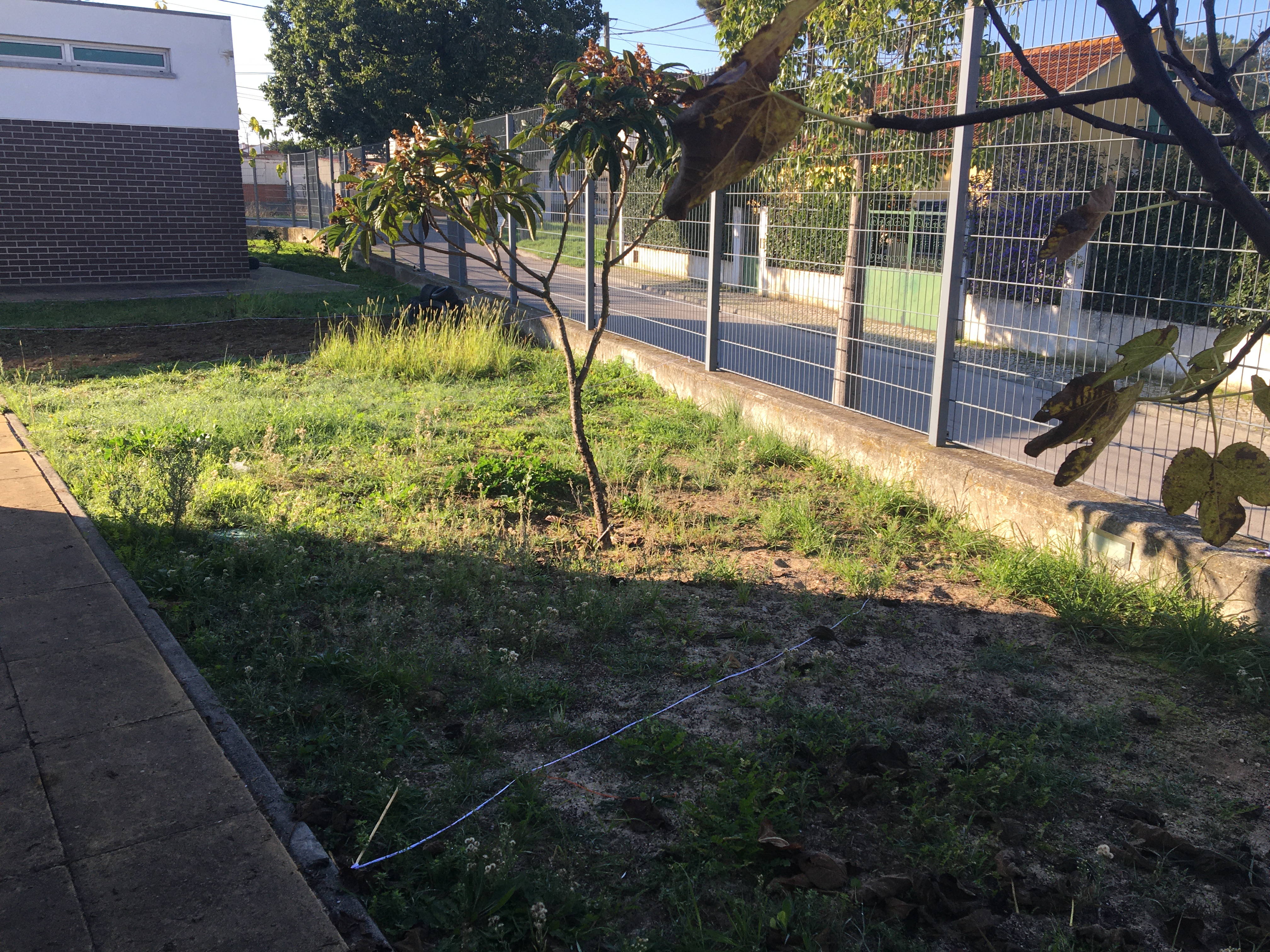 Terreno escolhido para as hortas