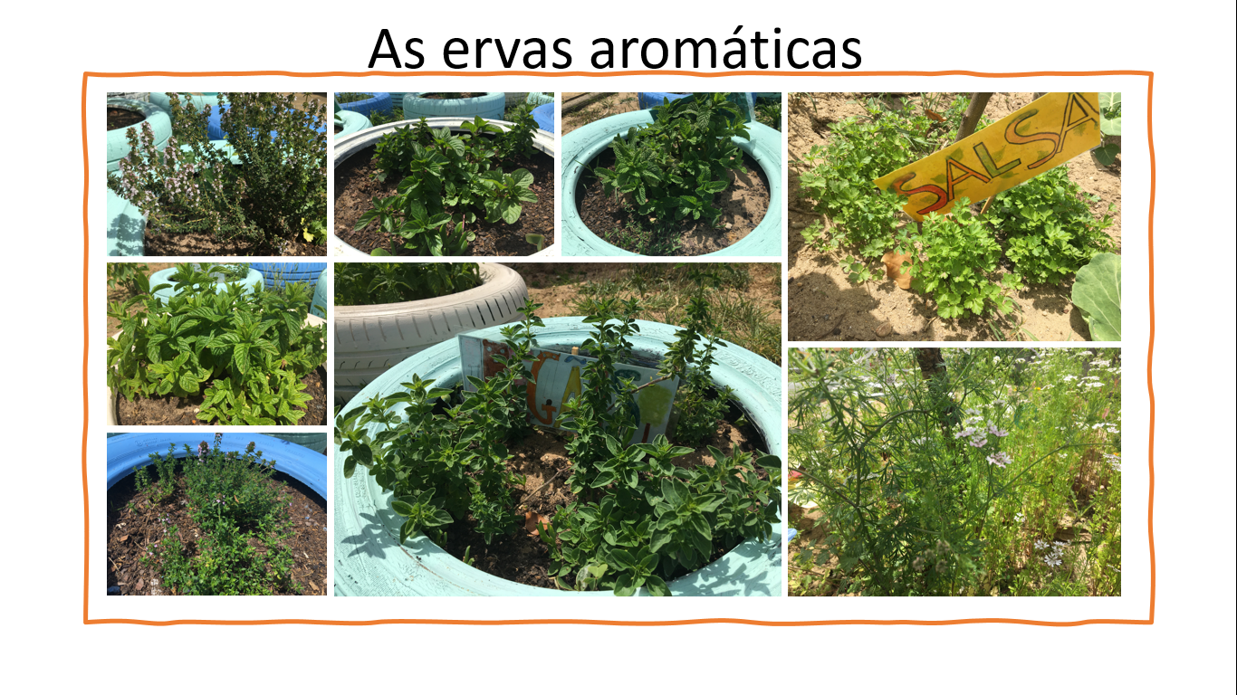 As ervas aromáticas