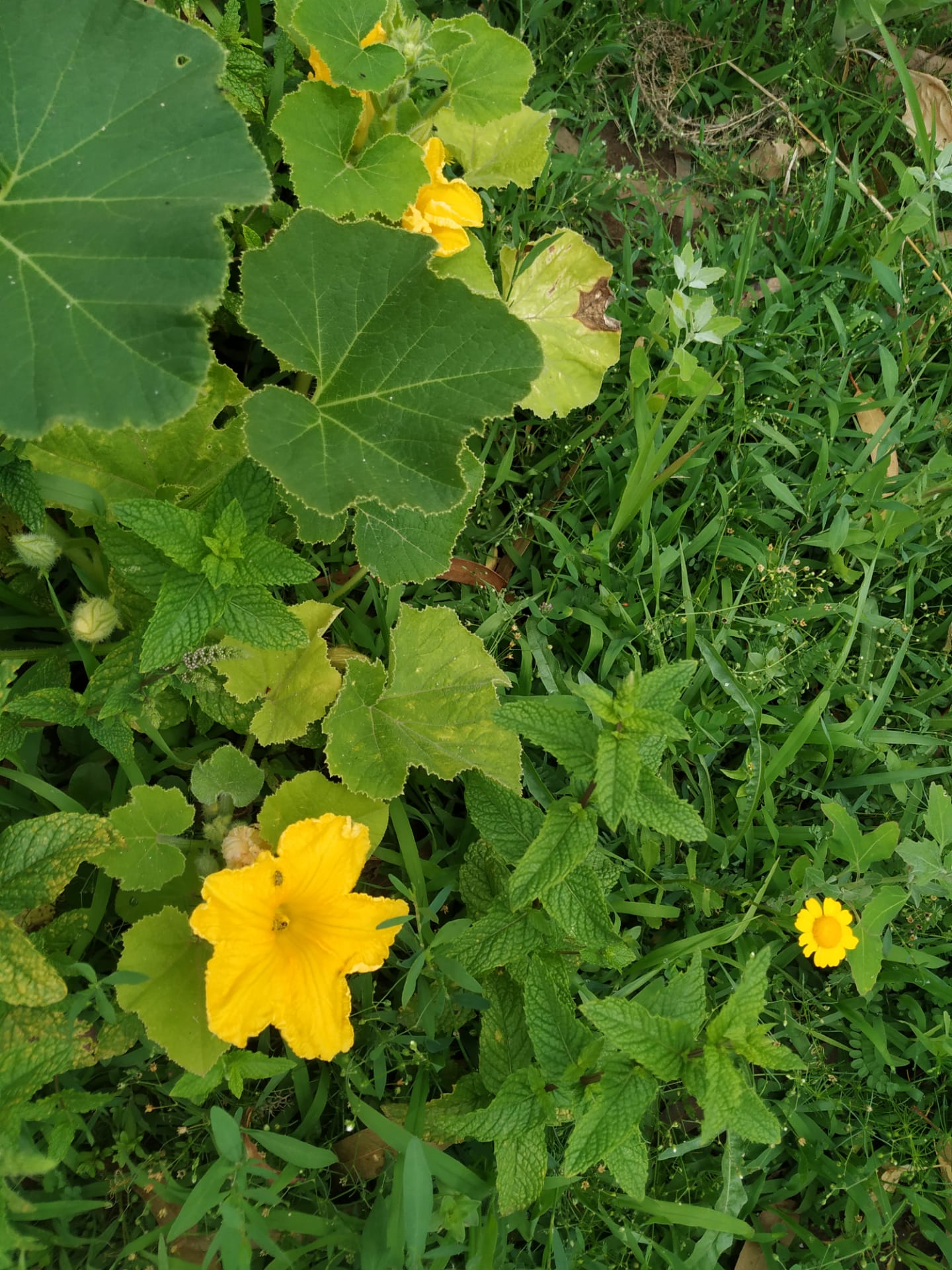 Ervas aromáticas
