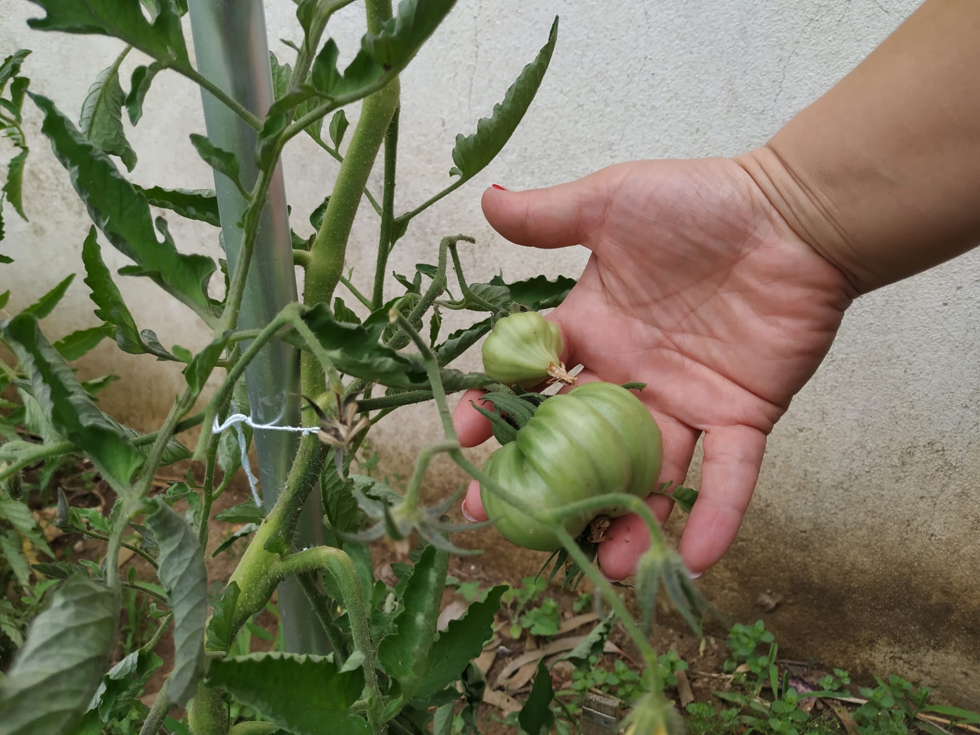 Tomates