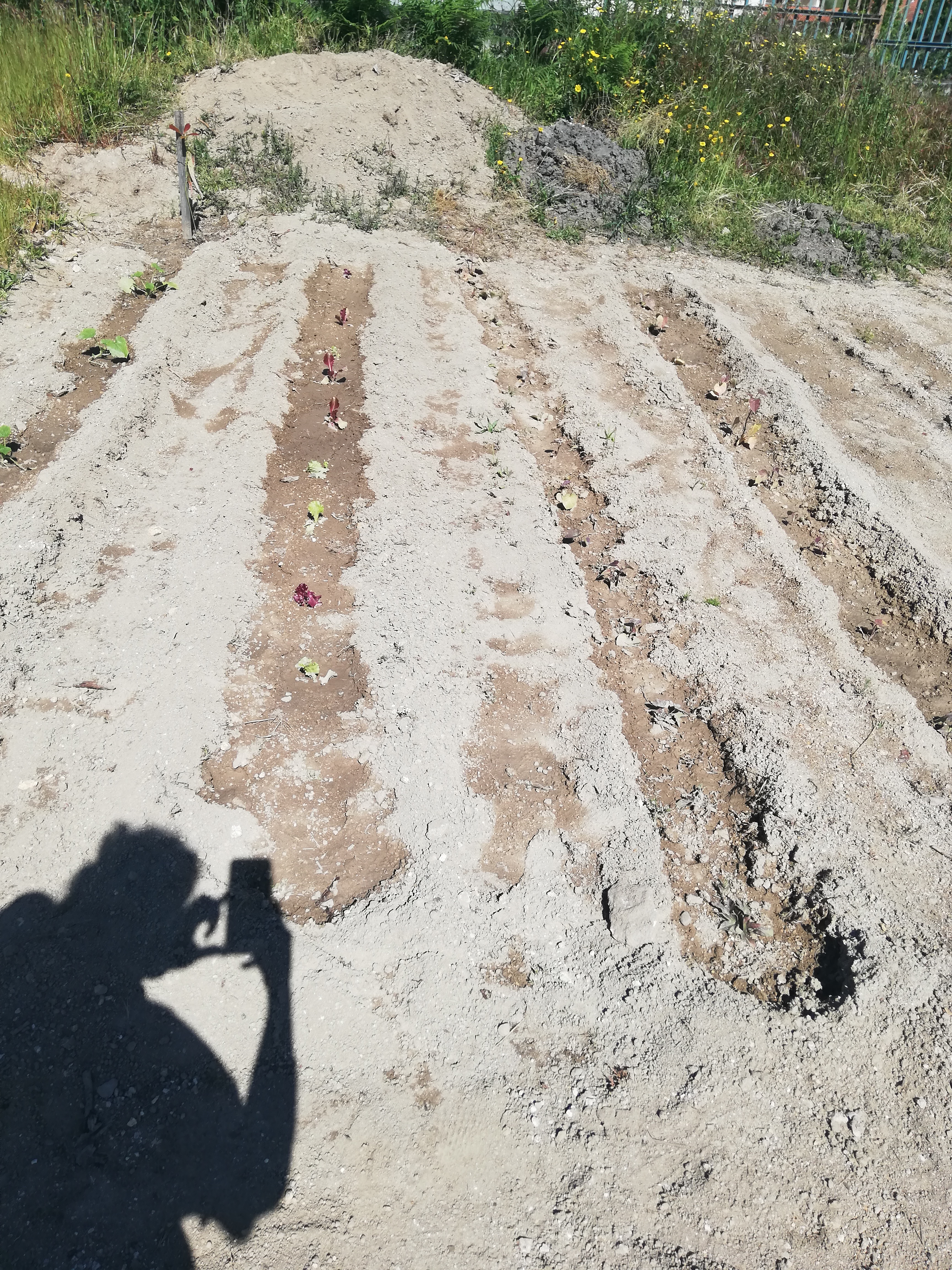 Plantação de alface e batata doce