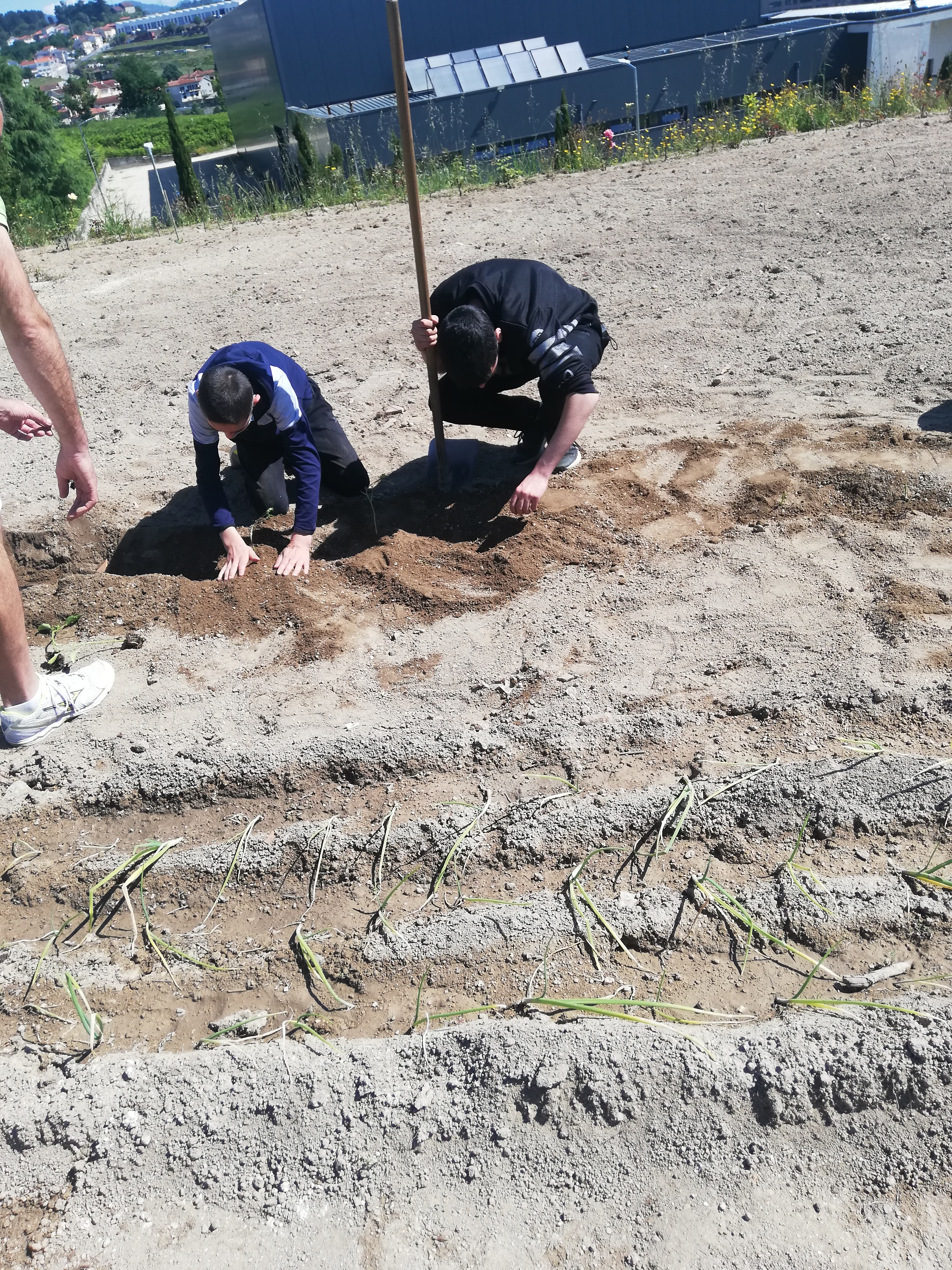 Participação dos alunos na plantação de diferentes produtos hortícolas