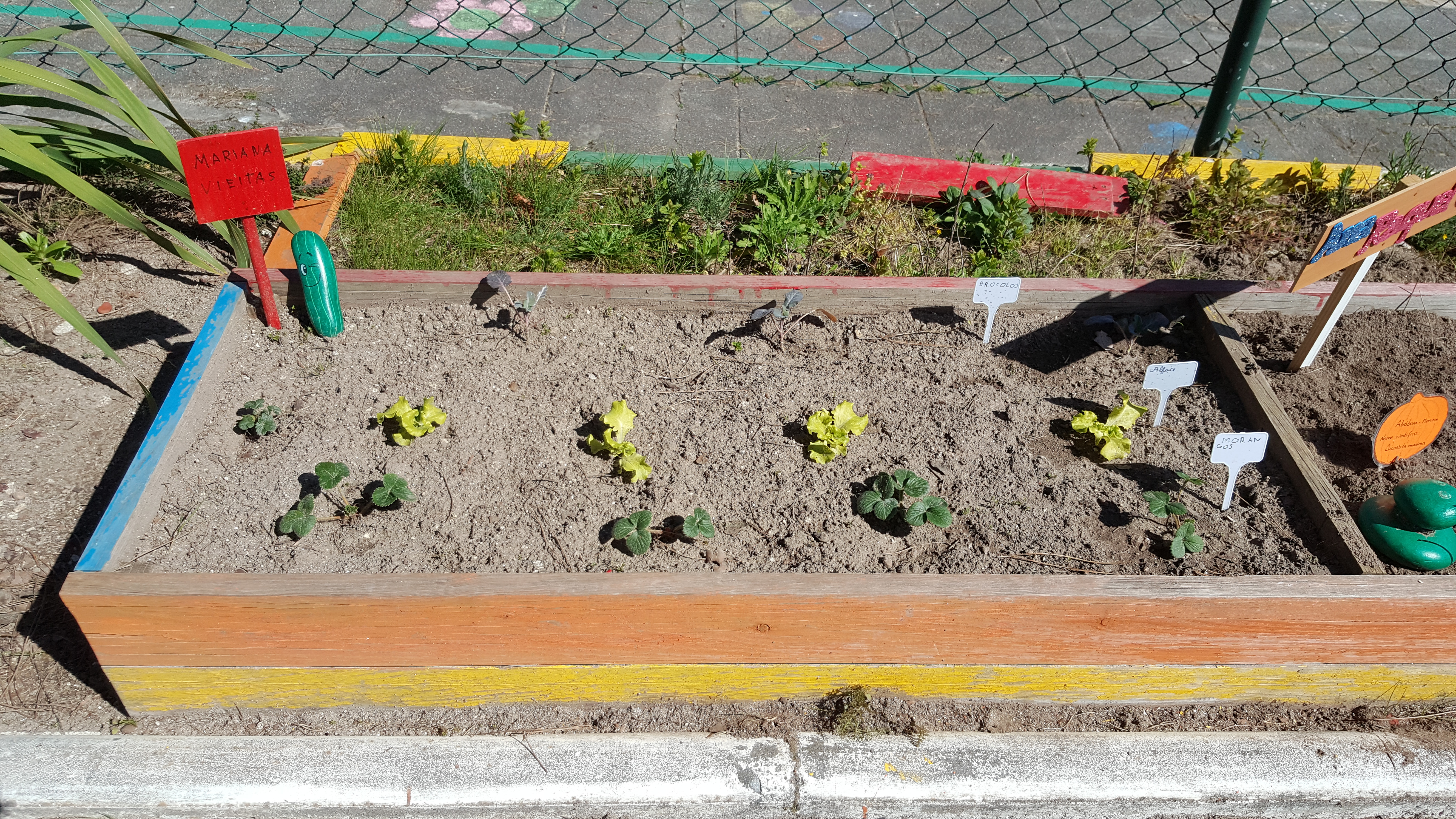 Plantação de alface e morangos.