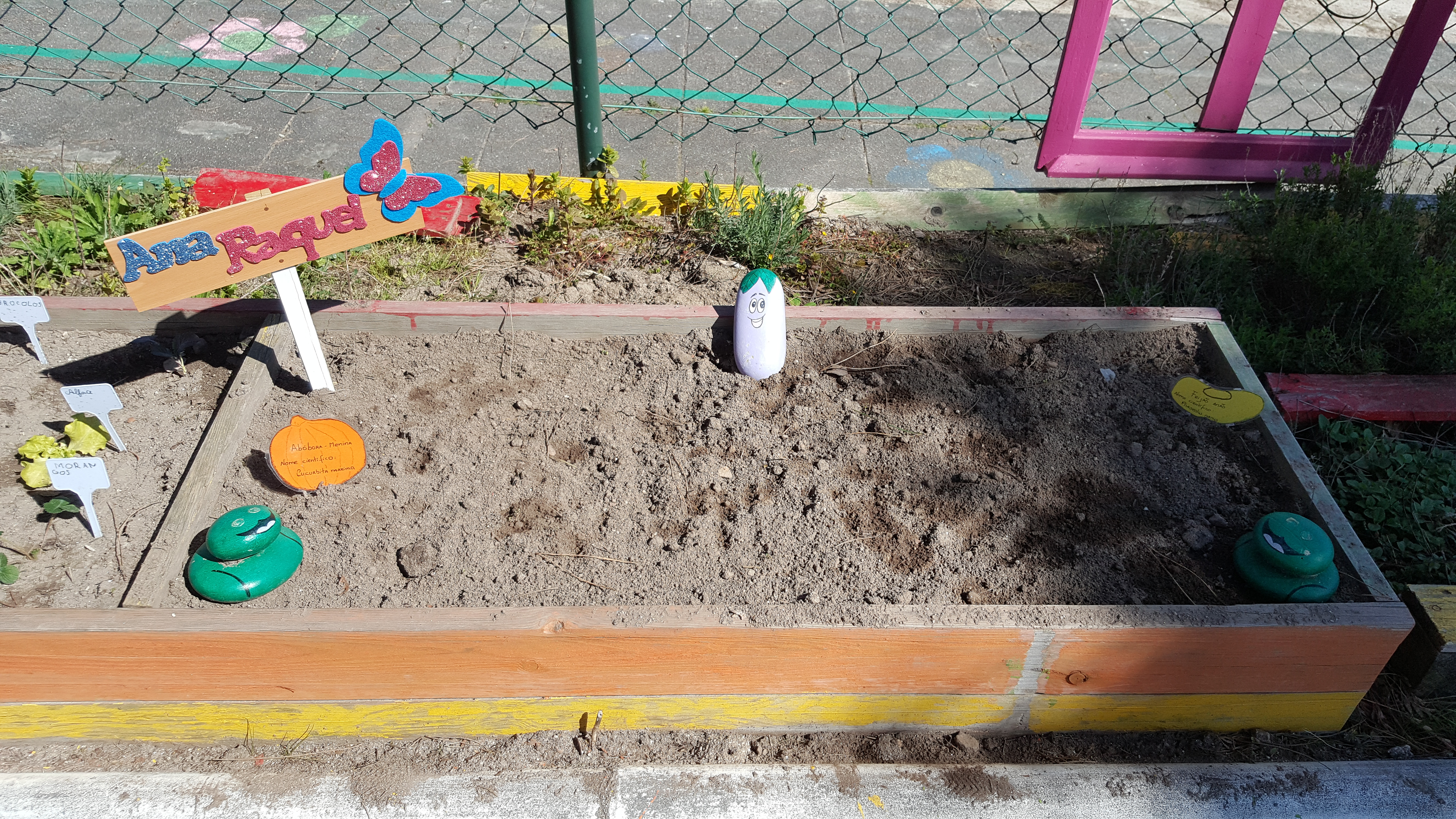 Sementeira de abóbora menina e feijão anão.