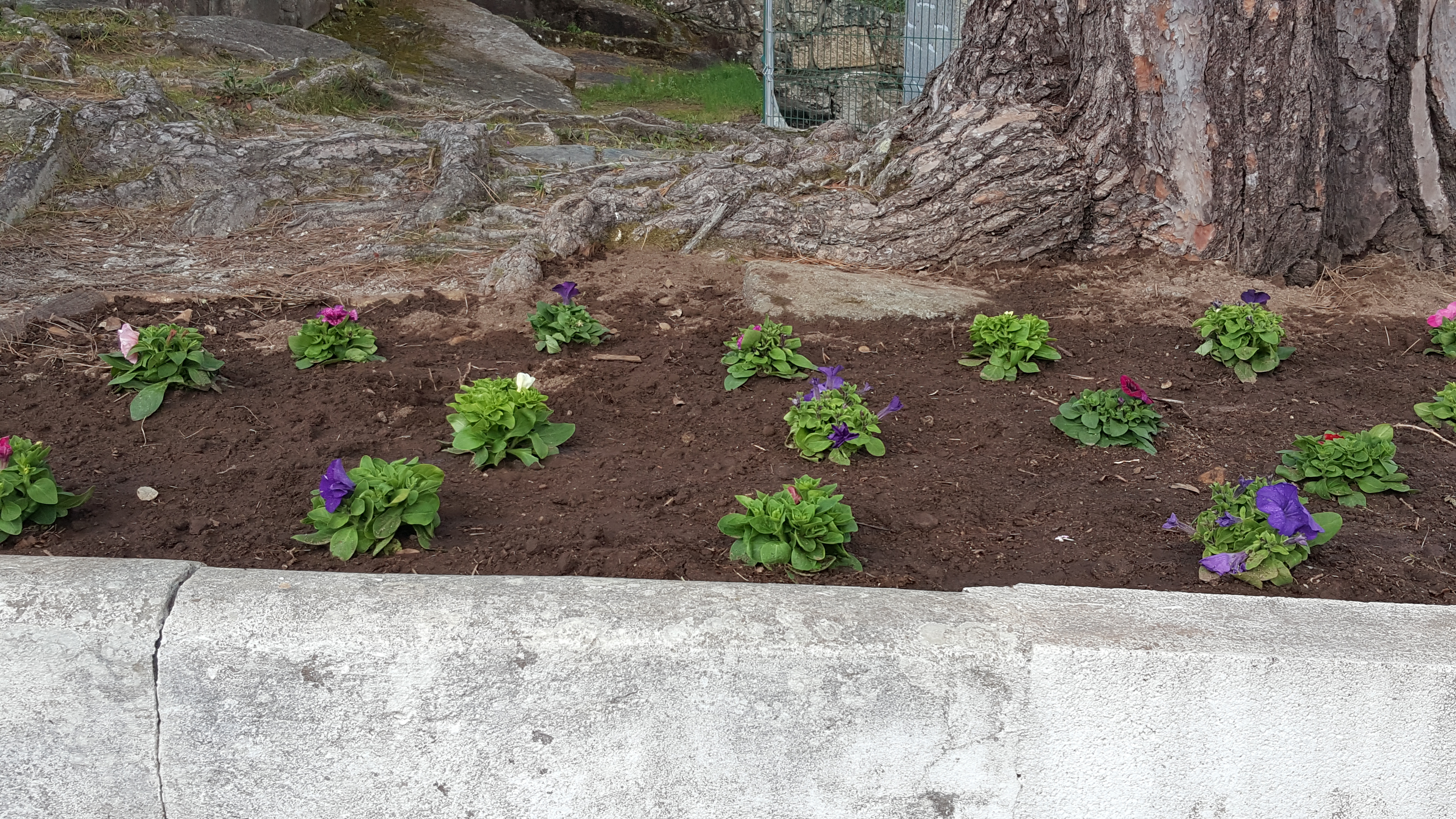 Jardim