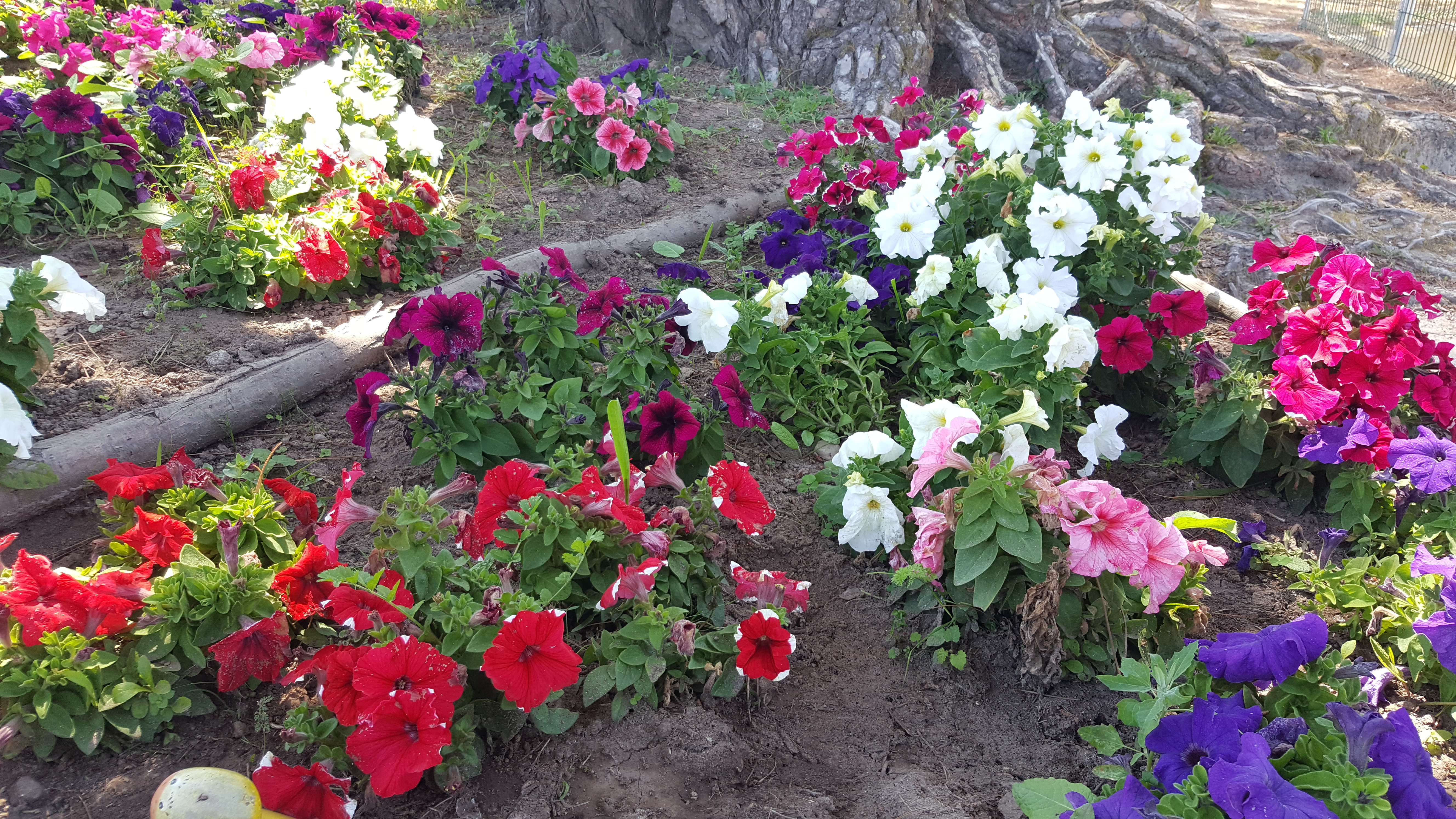 Jardim em flor.