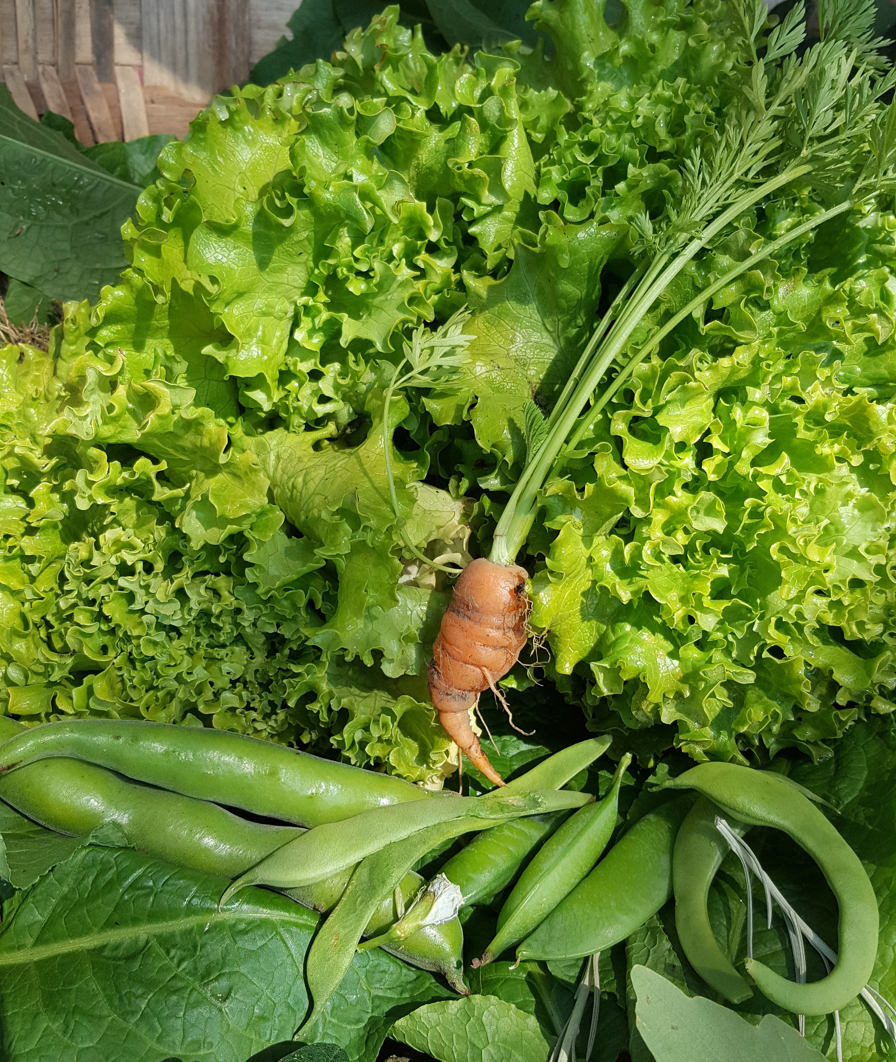 Produtos da nossa horta.