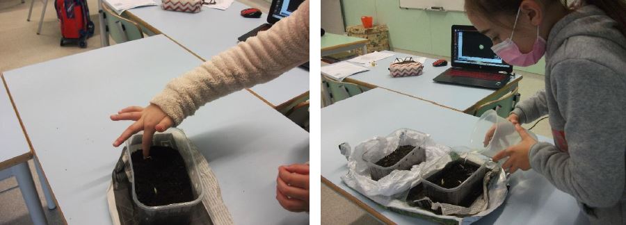 "Sementeira em sala de aula" - dentes de alho
Para 3 diferentes plantas, os alunos semearam e regaram os diferentes vasos. Aprendendo a ver as diferenças entre as várias sementes.