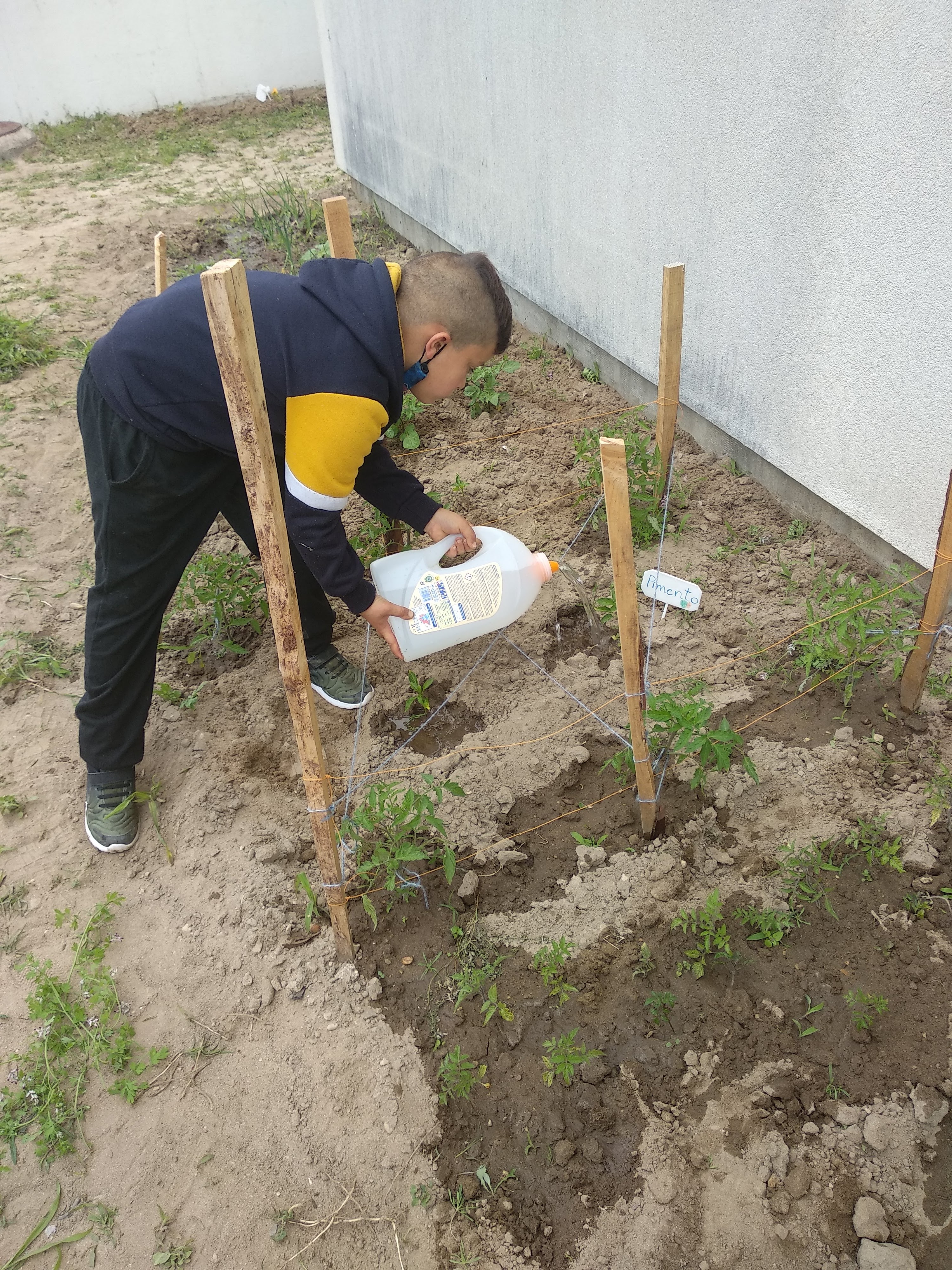 Rega dos pimentos e tomates pelos alunos ( os alunos reutilizam embalagens plásticas que usam para regar).