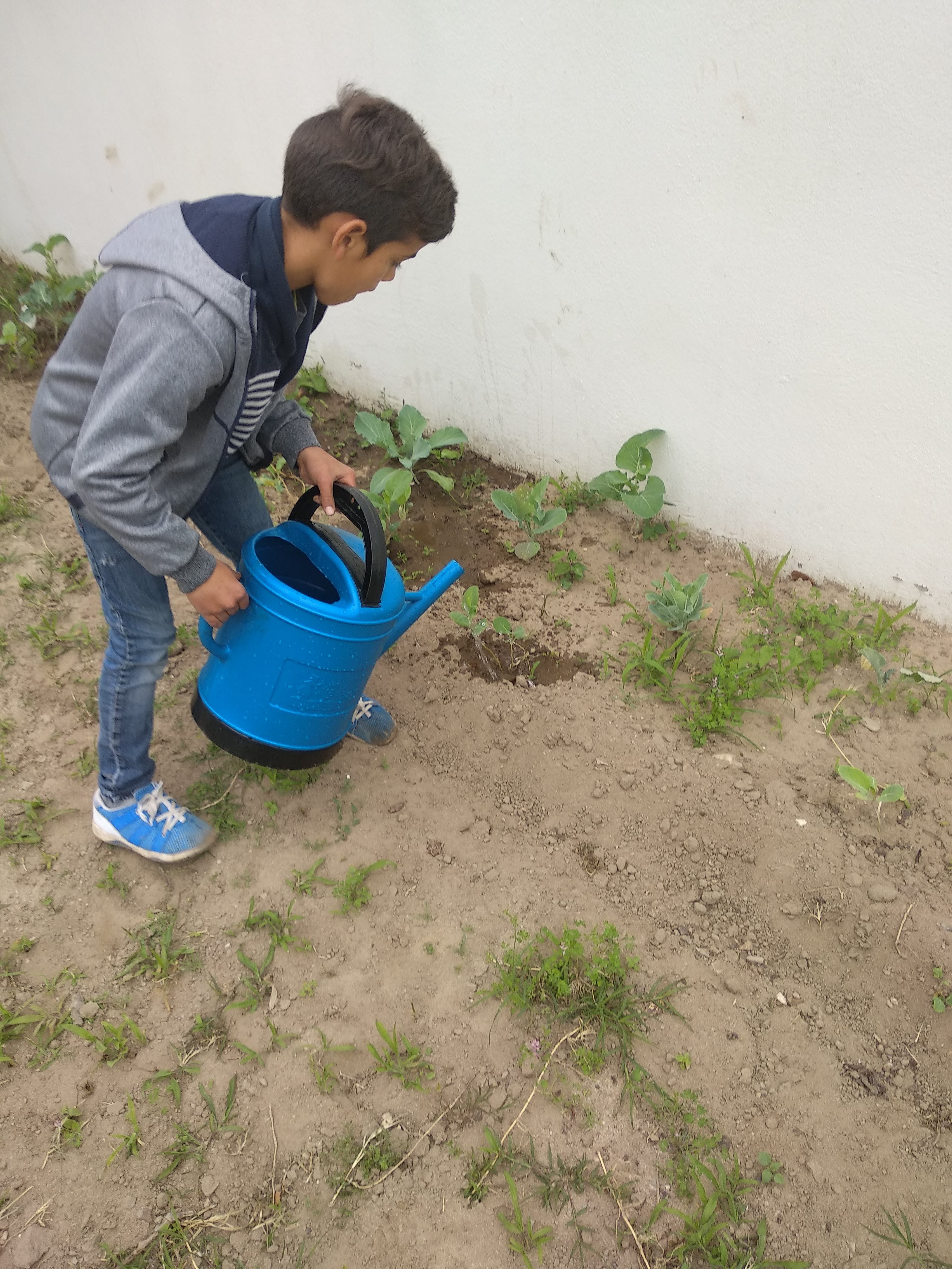 Rega das plantas pelos alunos.