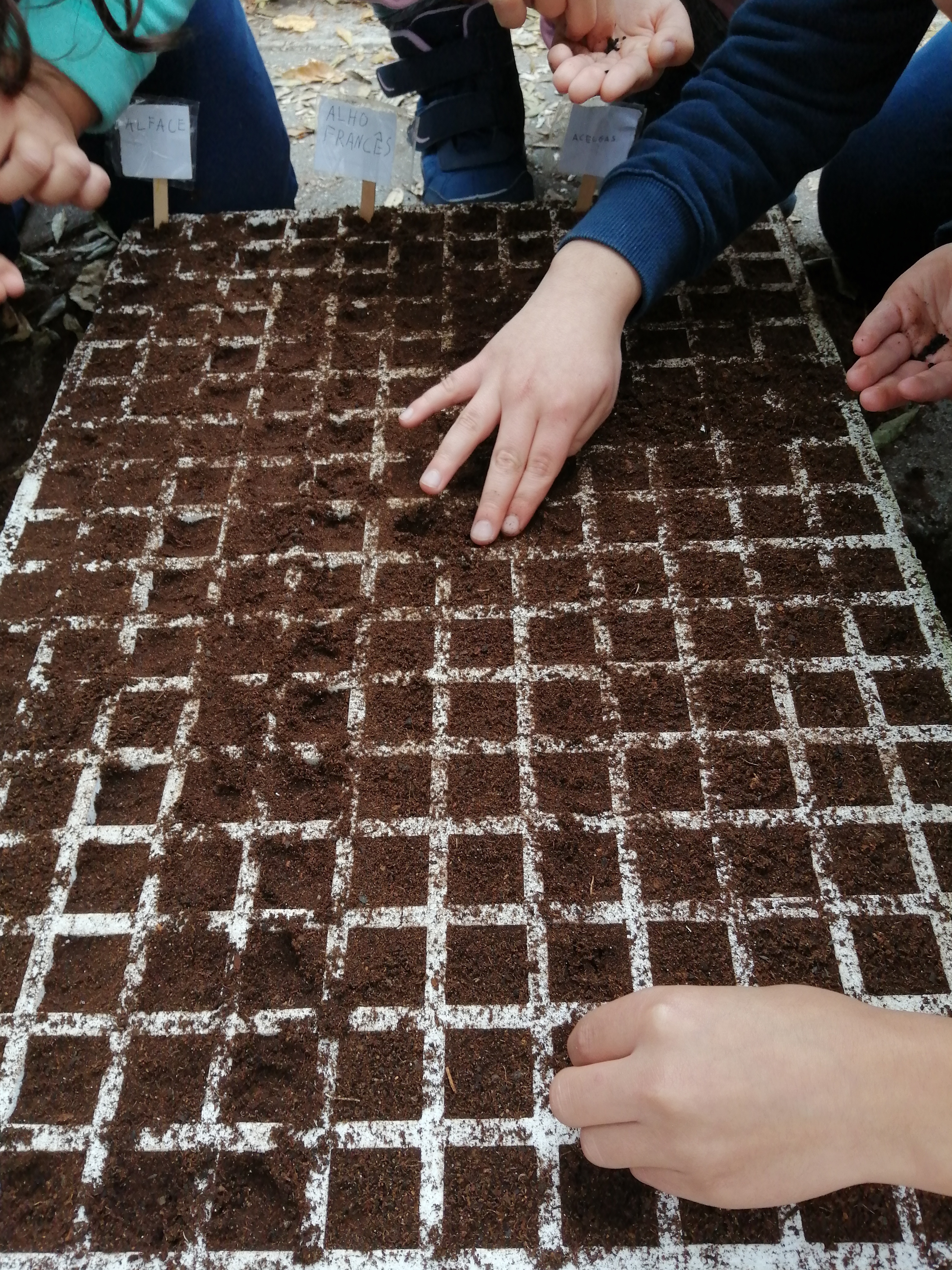 Semeio, para germinação, para posterior colocação de outras espécies na horta.
