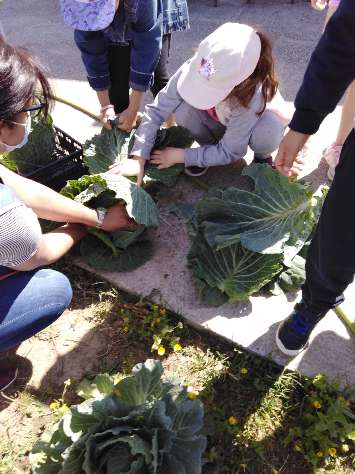 Os alunos ajudaram a apanhar alguns legumes prontos a serem consumidos, para serem confecionados para o almoço.