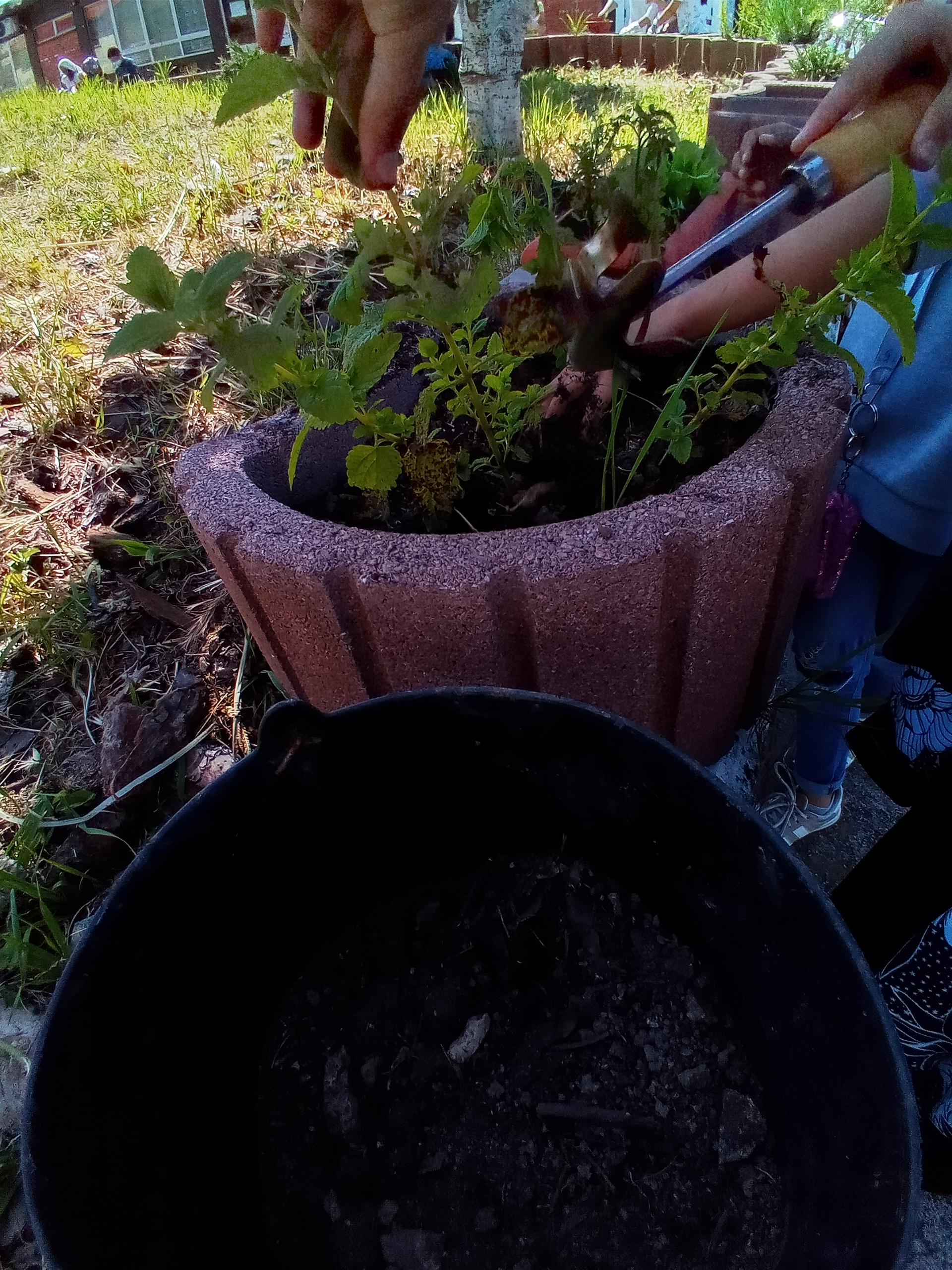 Recuperação do Jardim das Aromáticas (abril de 2021).Os alunos são "convidados" a plantarem e acompanharem o desenvolvimento de plantas aromáticas da região. O trabalho desenvolvido pelos alunos (5C) foi no âmbito do seu projeto DAC.