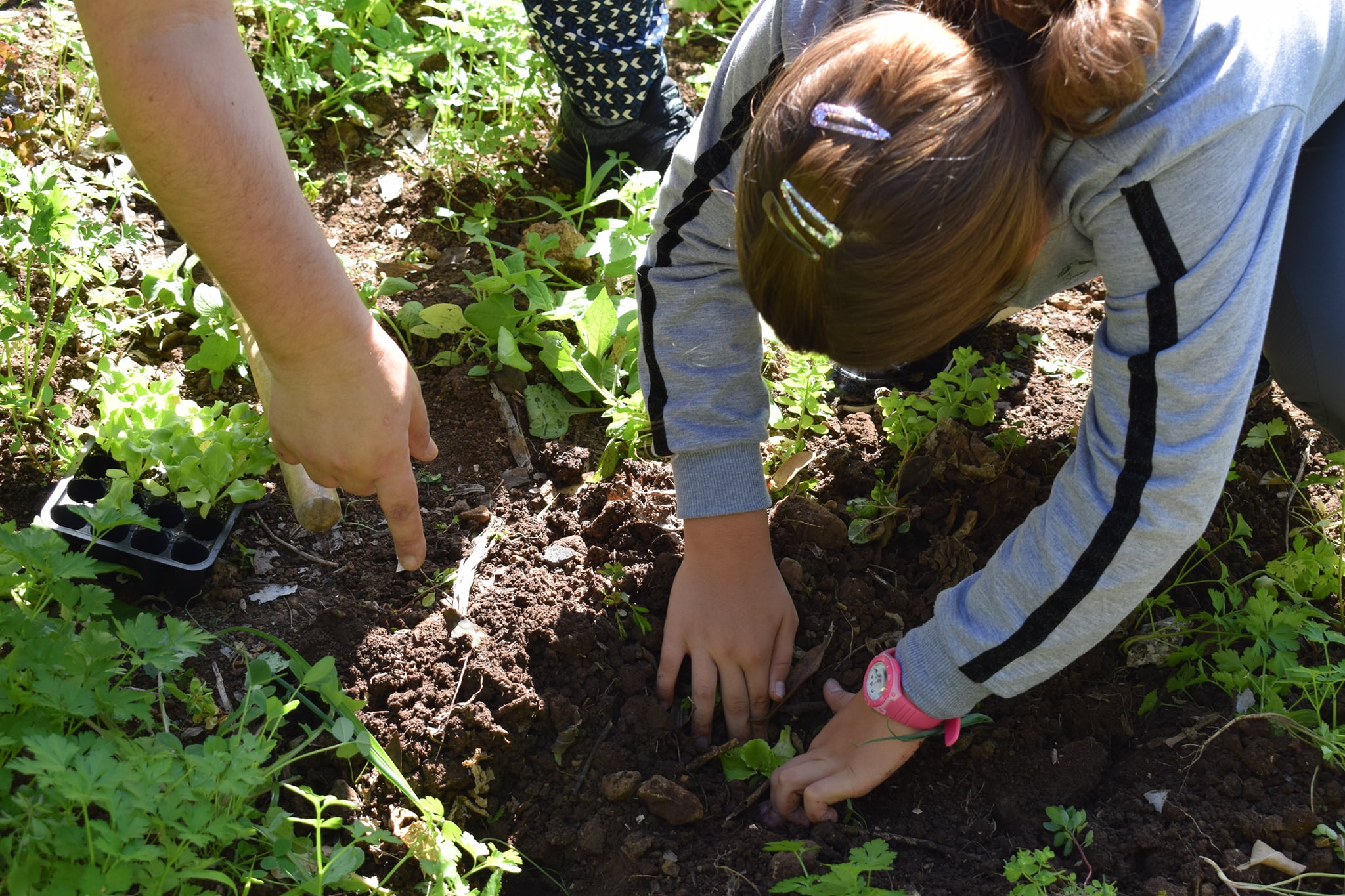 Os nossos alunos a ajudar numa das várias sessões de plantação na horta.