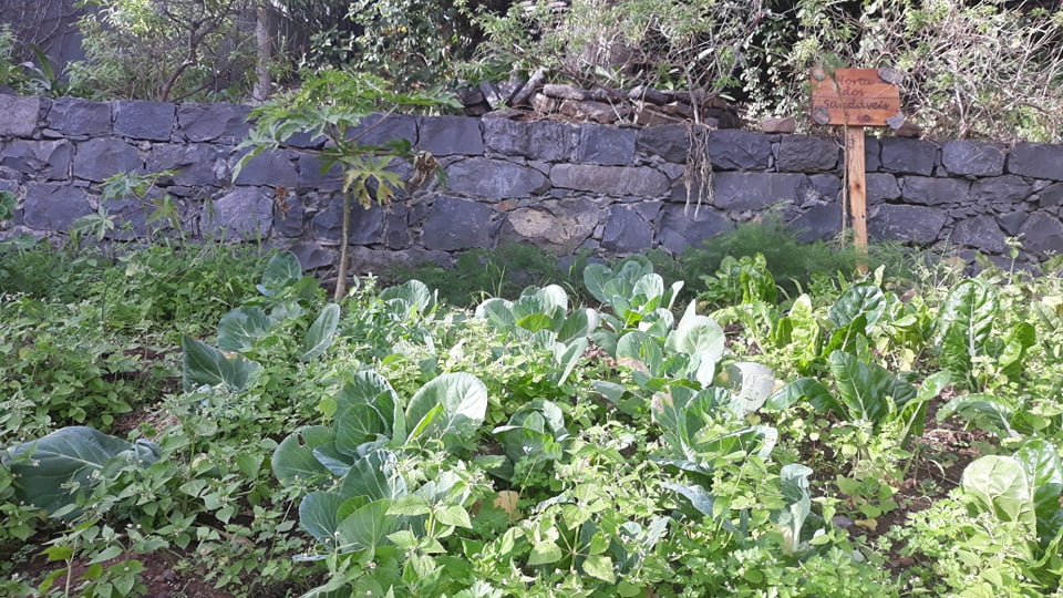 As couve repolho cresceram imenso mas ainda não estavam prontas para serem colhidas.