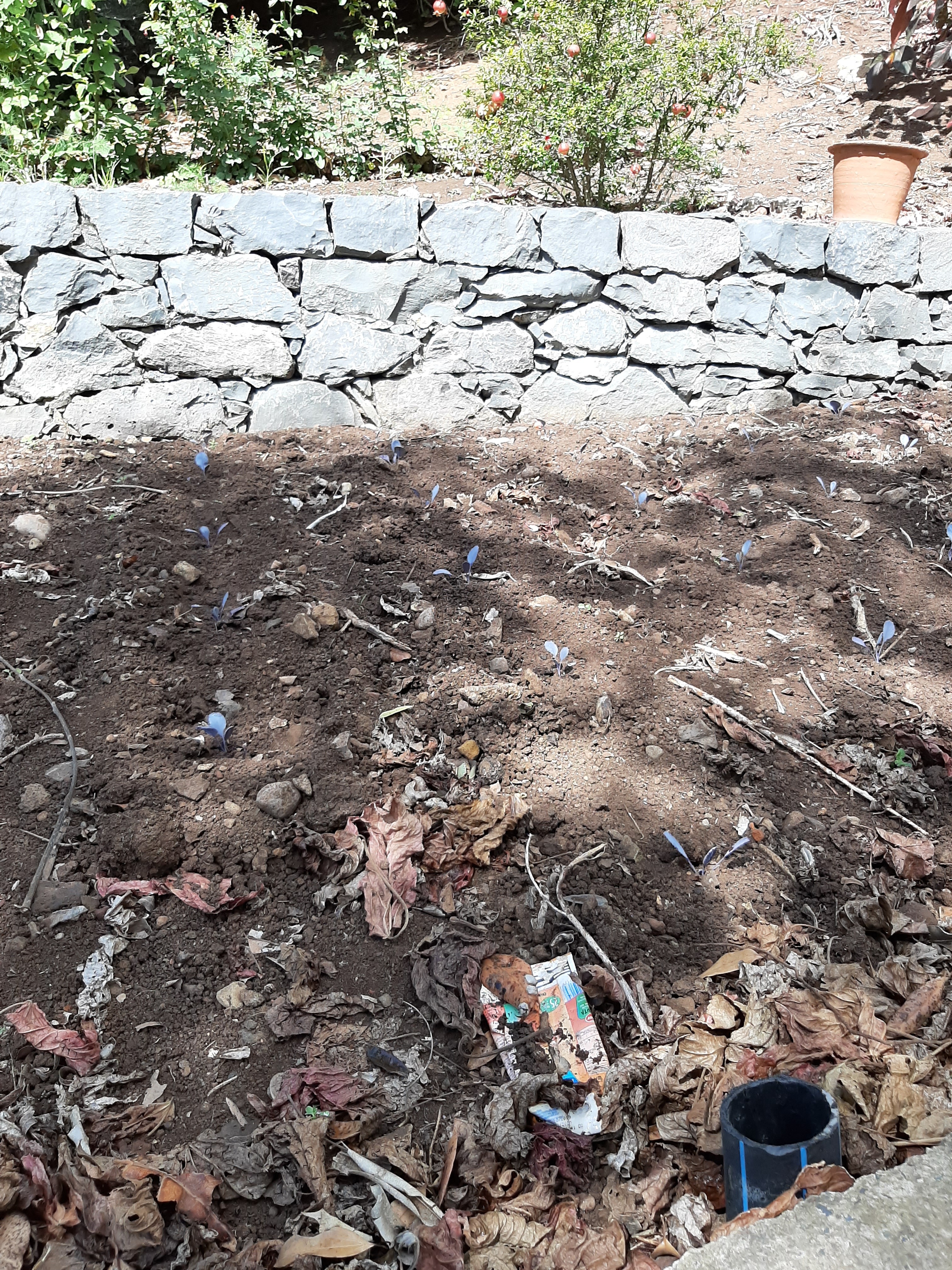 A horta pronta em outubro para receber as primeiras plantações: couve roxa.