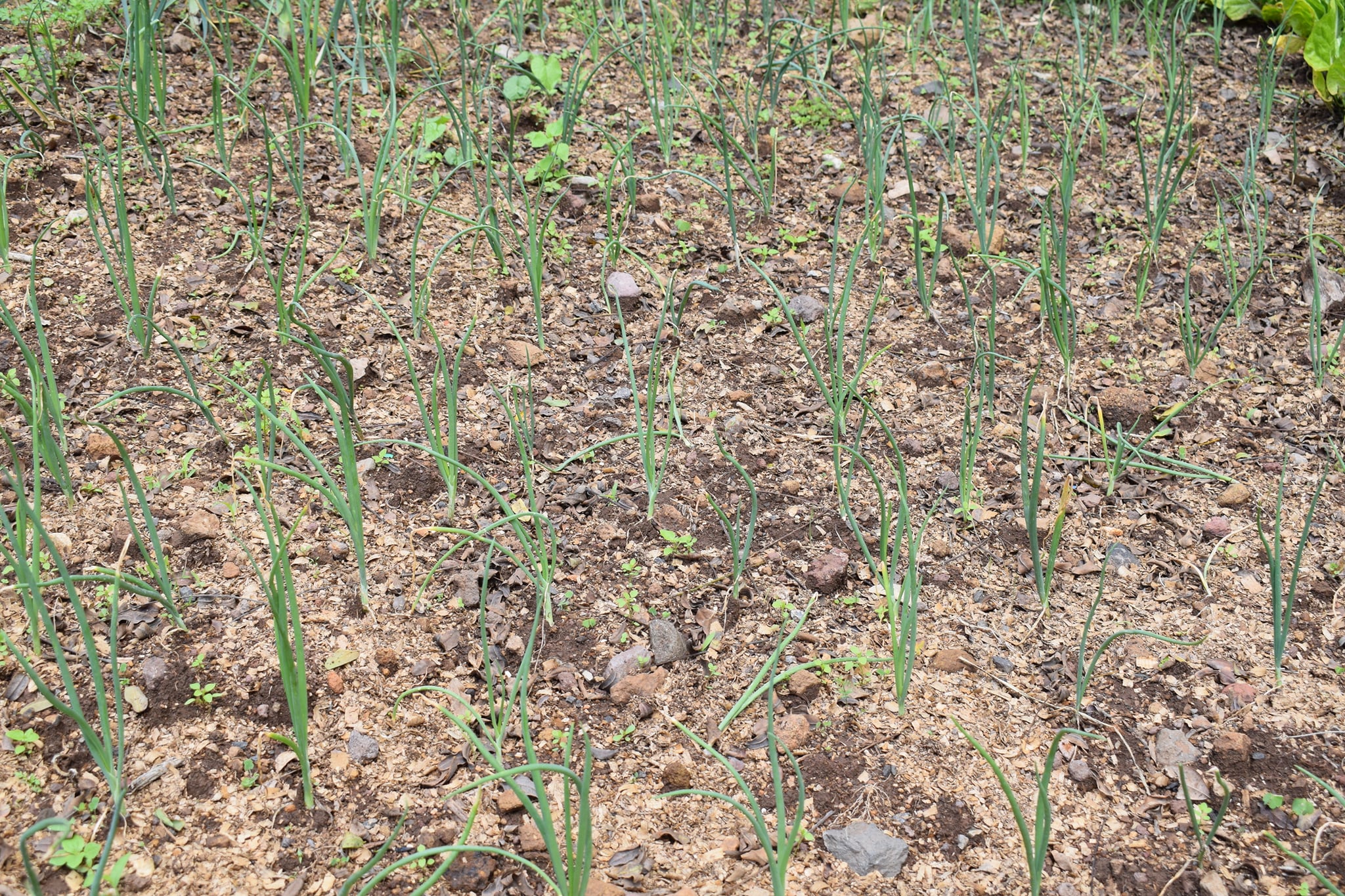 Uma das várias plantações de alfaces e beterrabas efetuadas.
