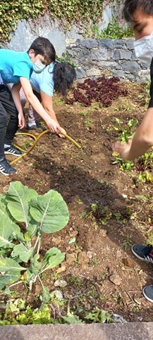A rega das espécies, fundamental para o crescimento das plantas.