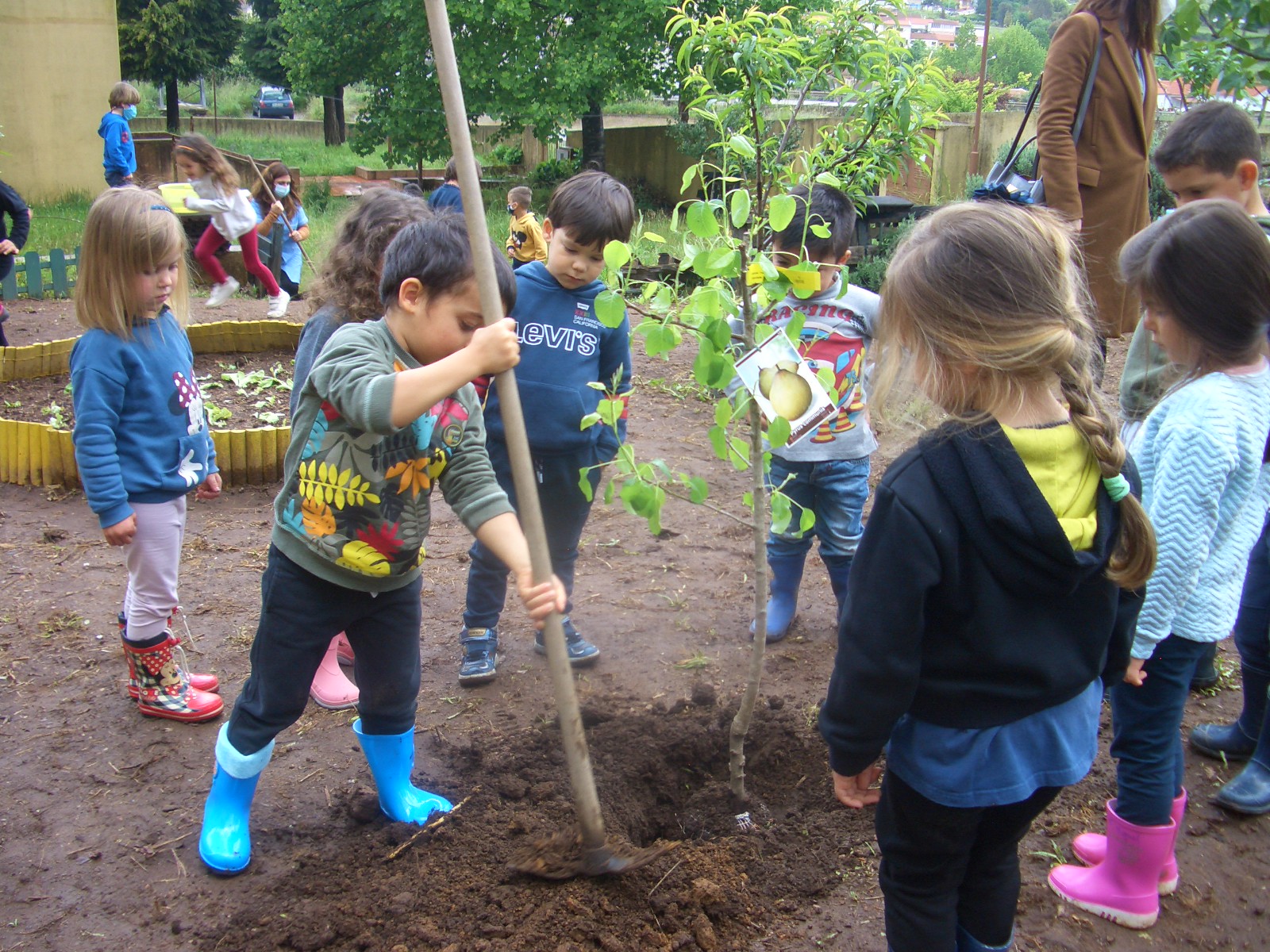plantação de arvores de frutas no dia da terra