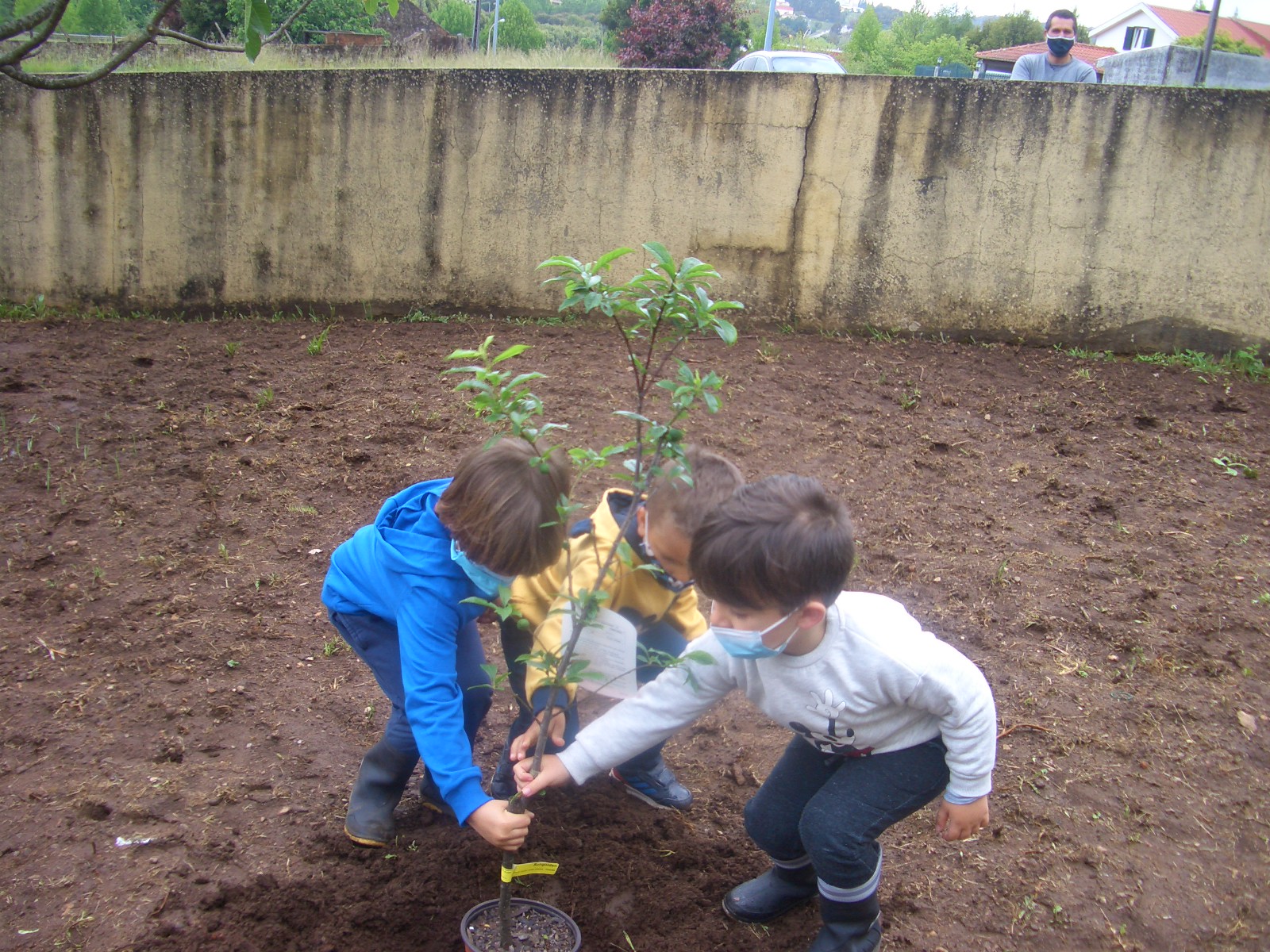 plantação de arvores de frutas no dia da terra