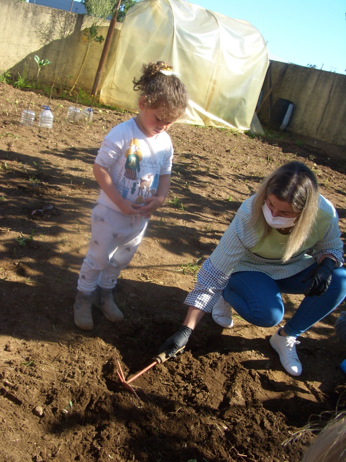 Transplante do feijão do copo para a terra