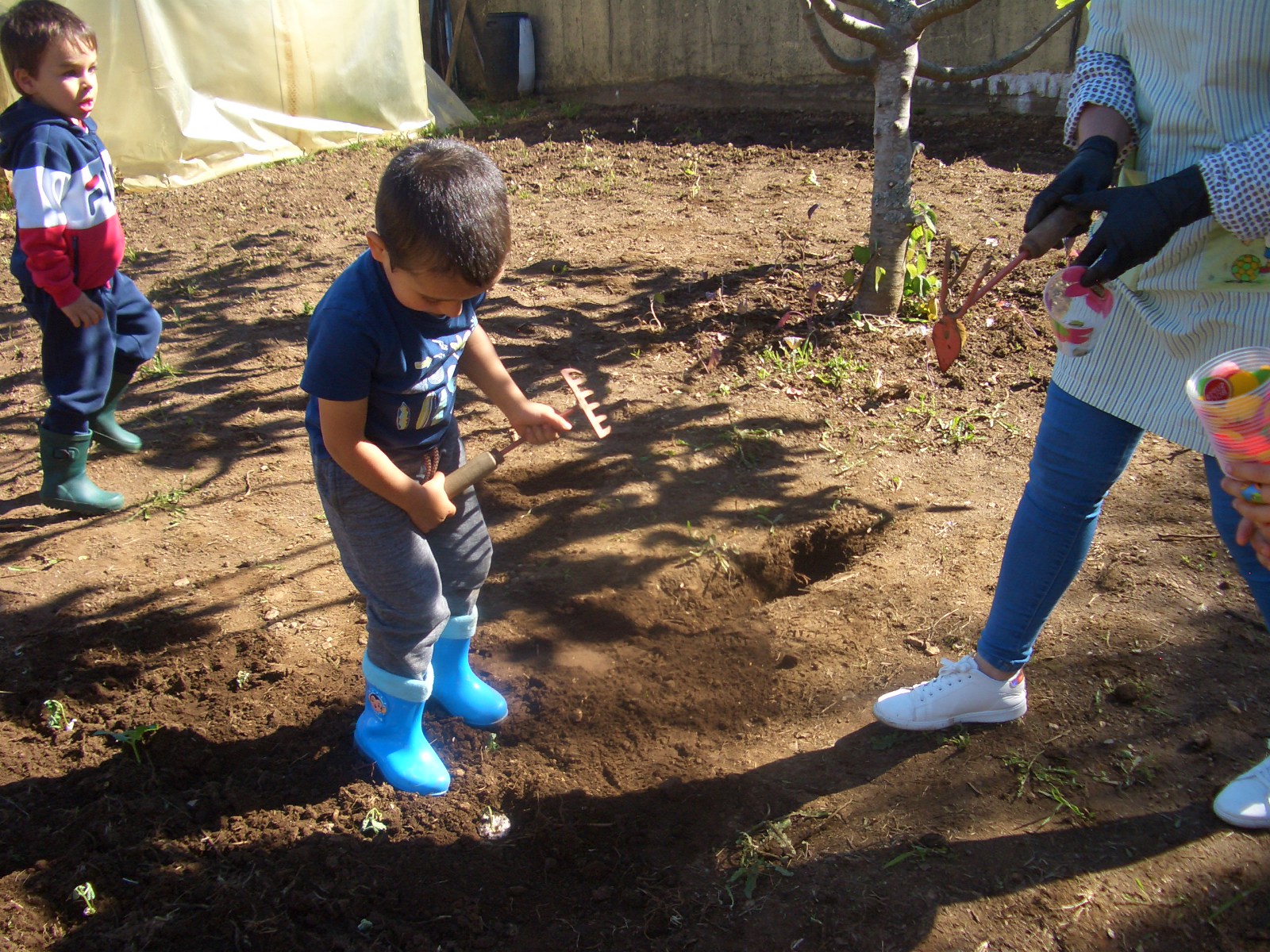 Transplante do feijão do copo para a terra
