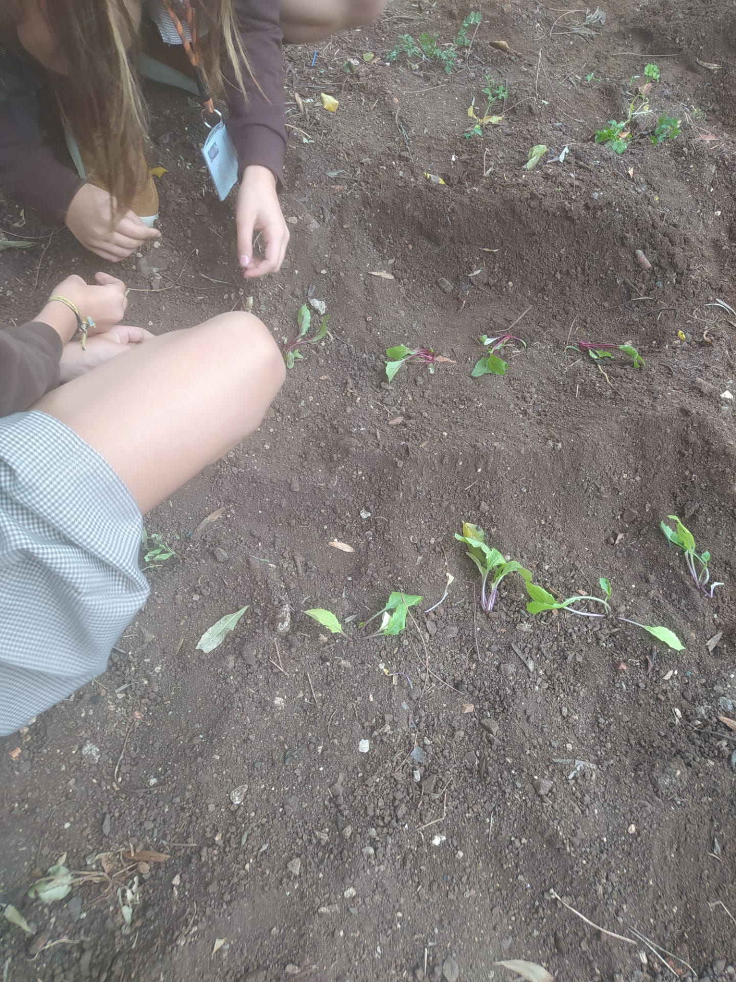 Com delicadeza e cuidado a plantar.