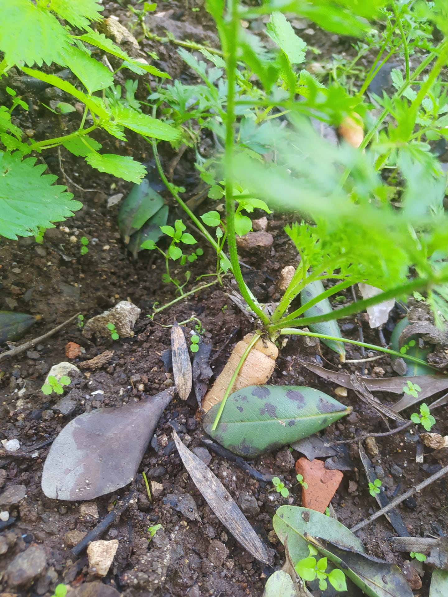 Que bela cenourinha, a nossa horta dá.