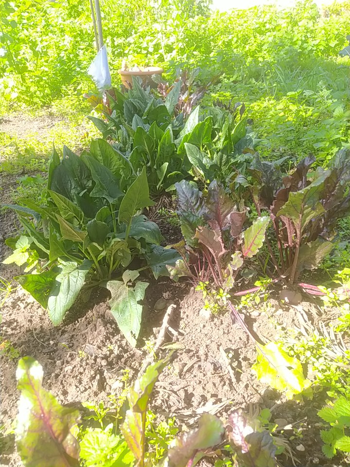 Sempre a crescer, a nossa bela horta!