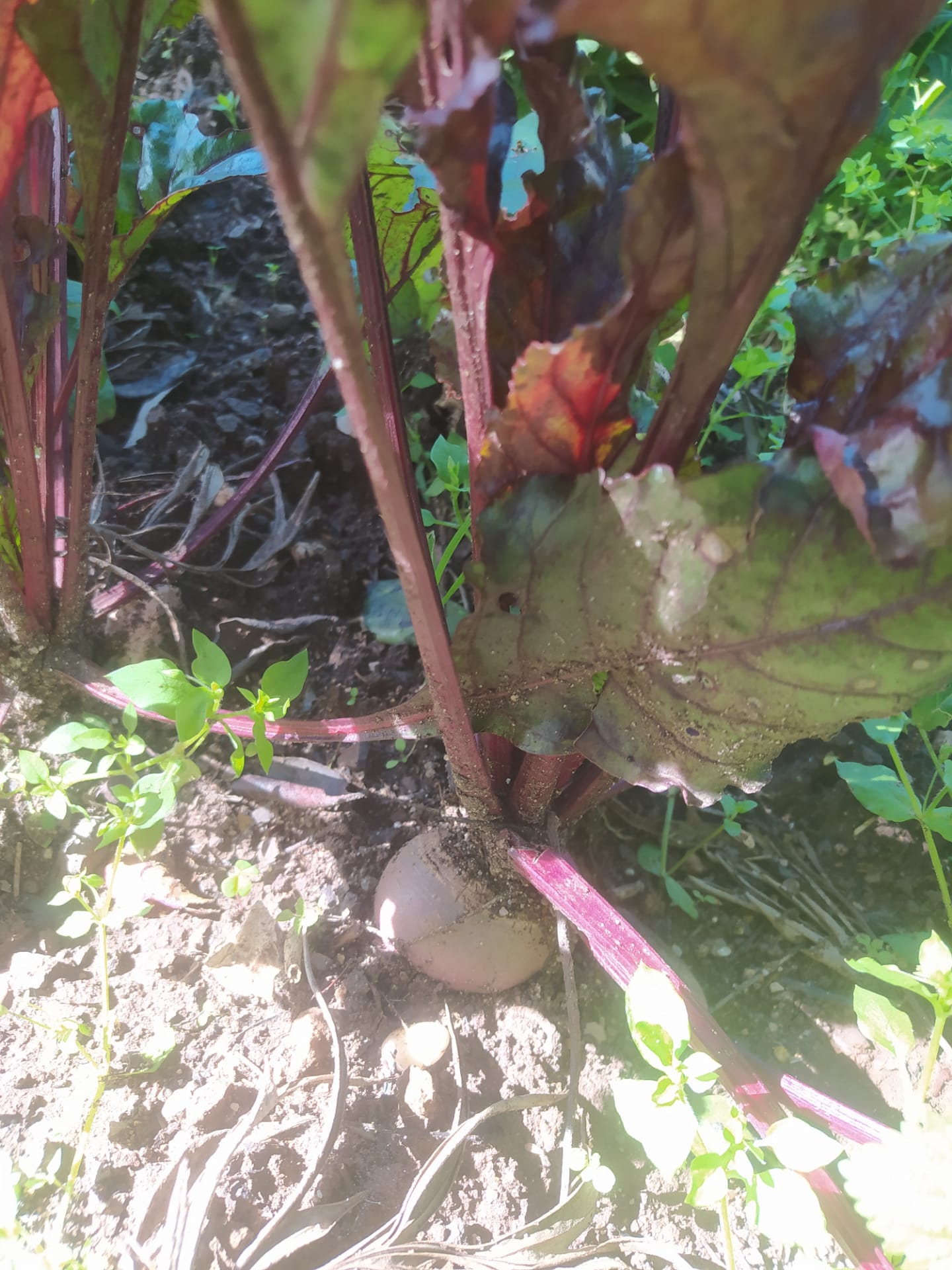 Mais um belo exemplar da nossa horta.
