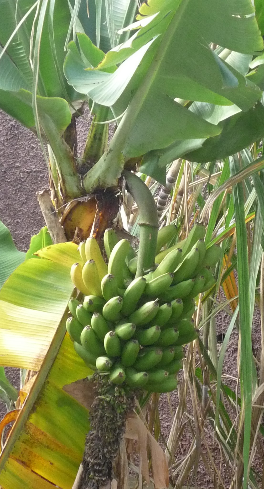 O cacho de bananas produzido na horta da escola.