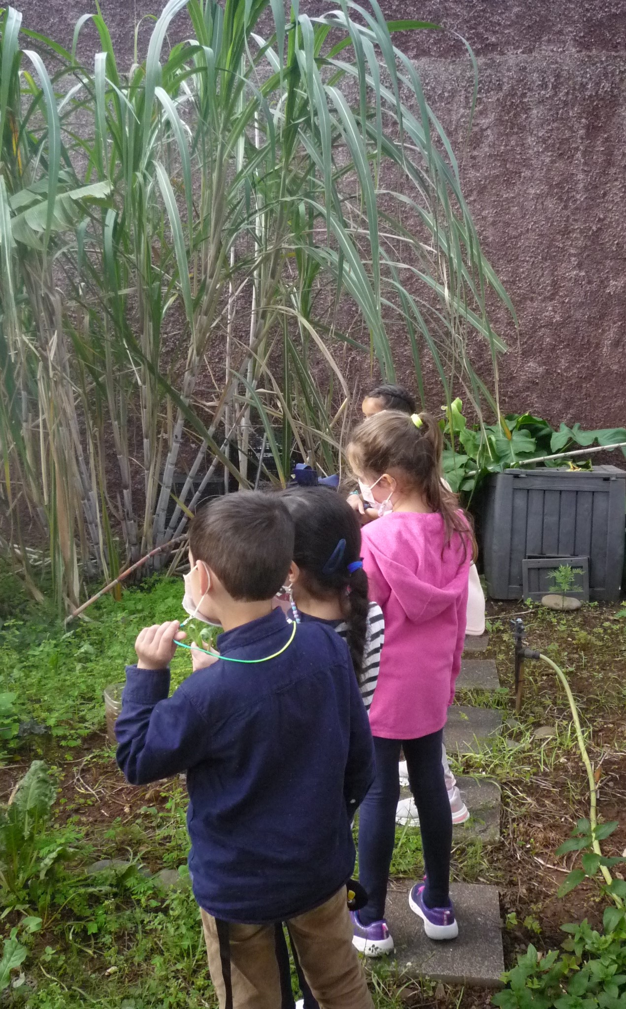 Os alunos do 2ºB foram à horta ver o cacho de bananas e as canas-de-açúcar.