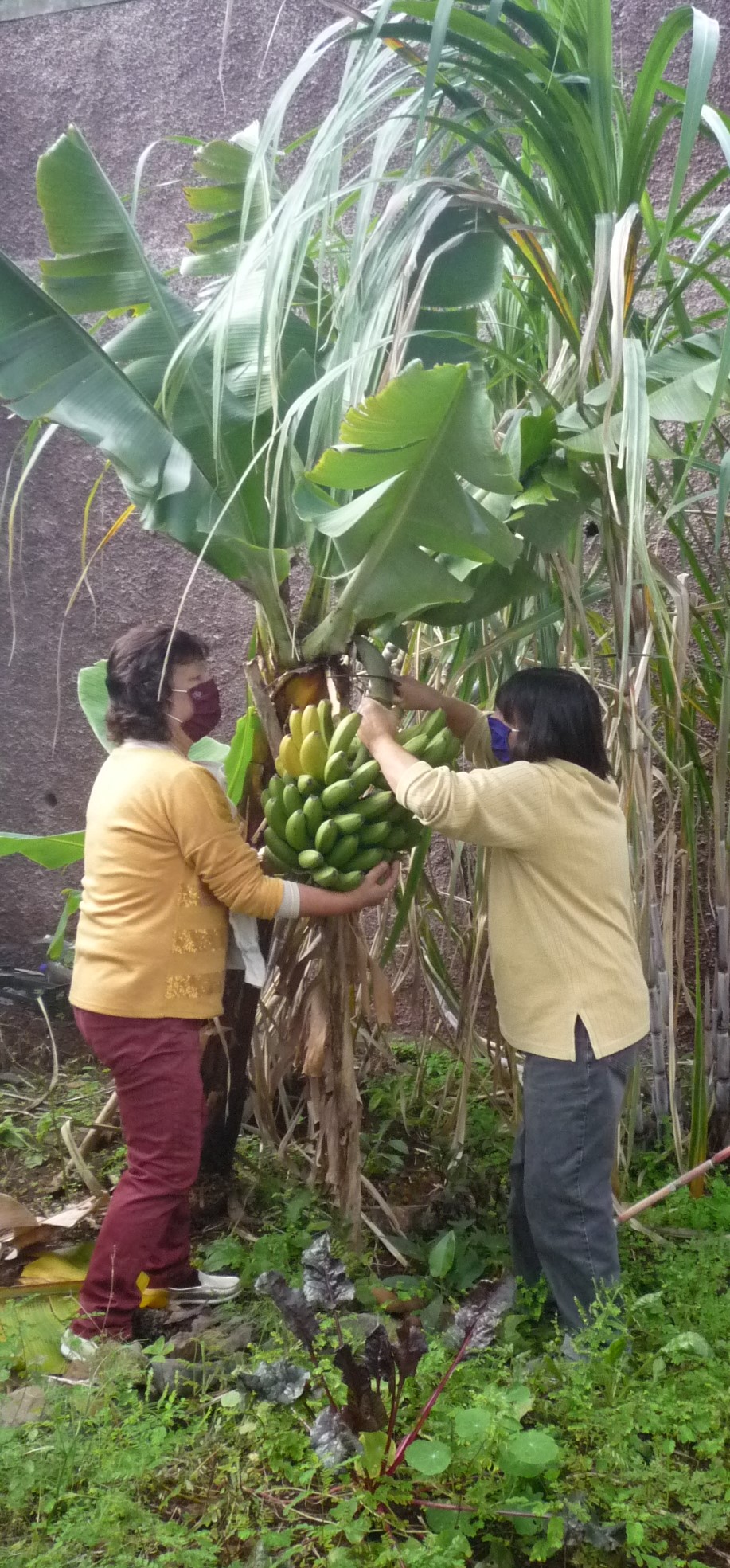 A professora Gilda corta o cacho de bananas com a ajuda da professora Fátima.