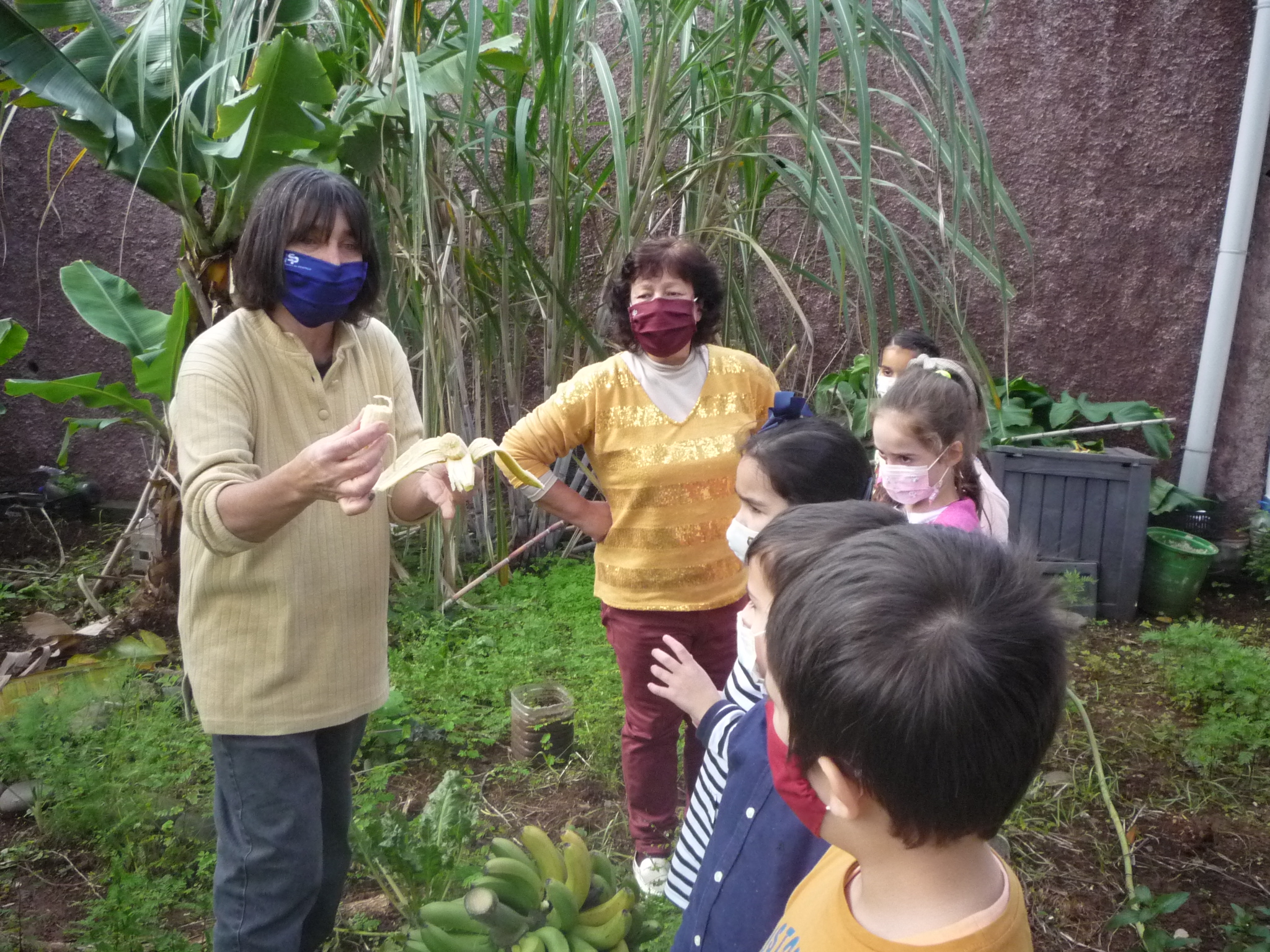 Os alunos provam uma banana madura na horta.