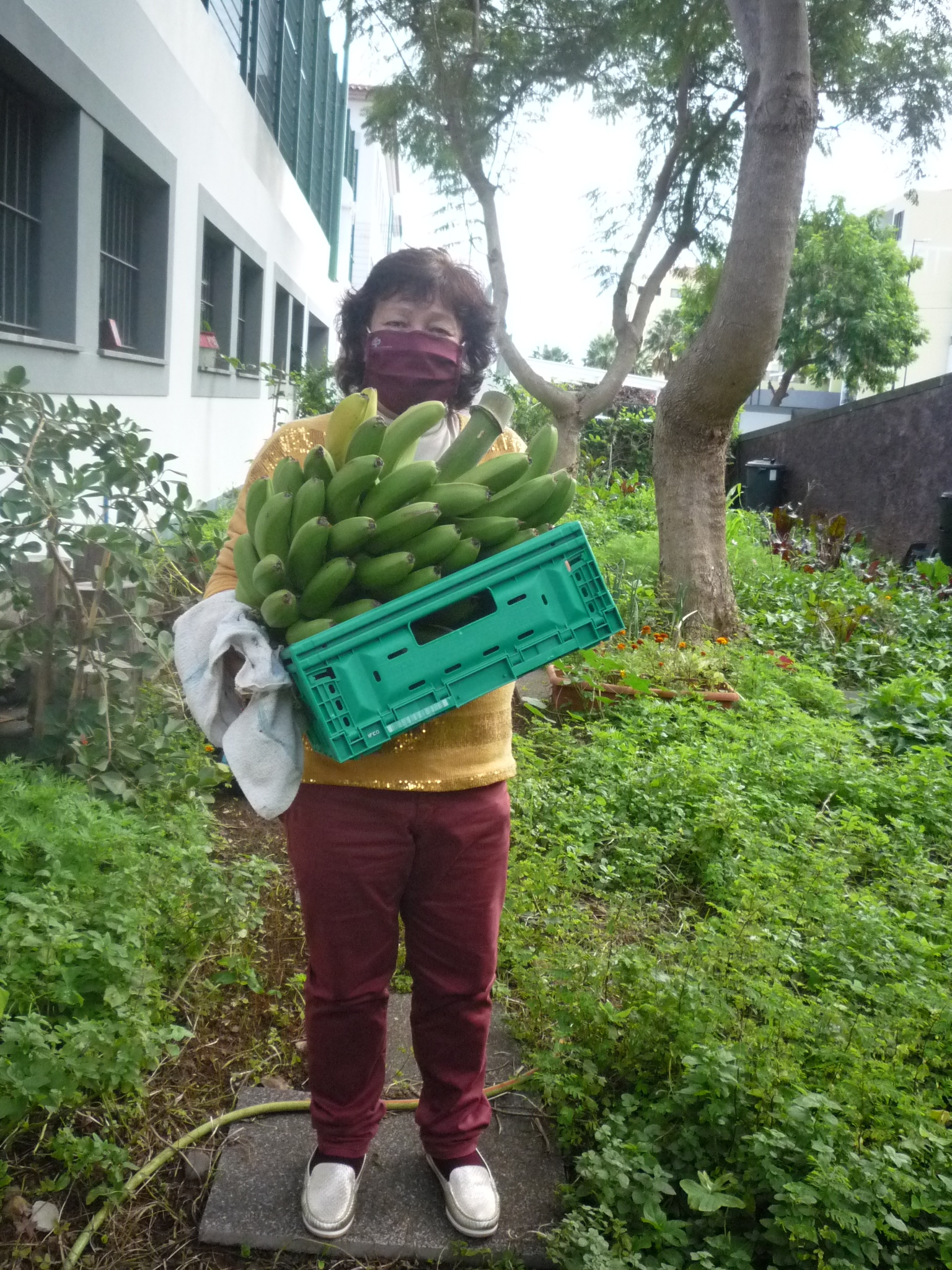 A professora Fátima leva o cacho de bananas para a cantina da escola.