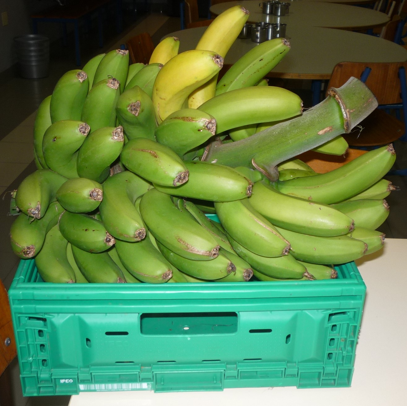 O cacho de bananas está na cantina para os alunos comerem depois do almoço.