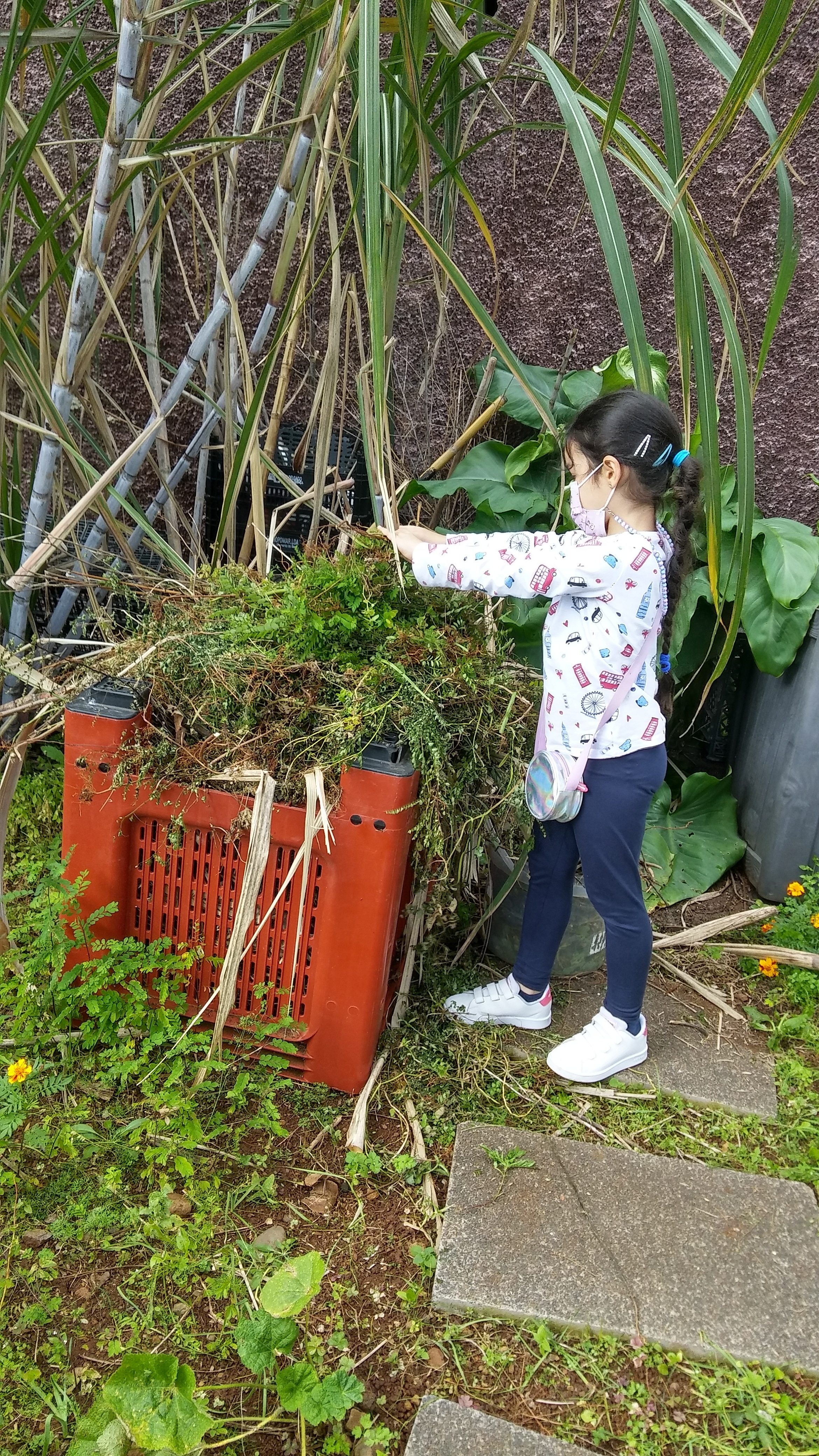 Uma aluna do 2.ºB coloca as ervas da horta para a compostagem.
