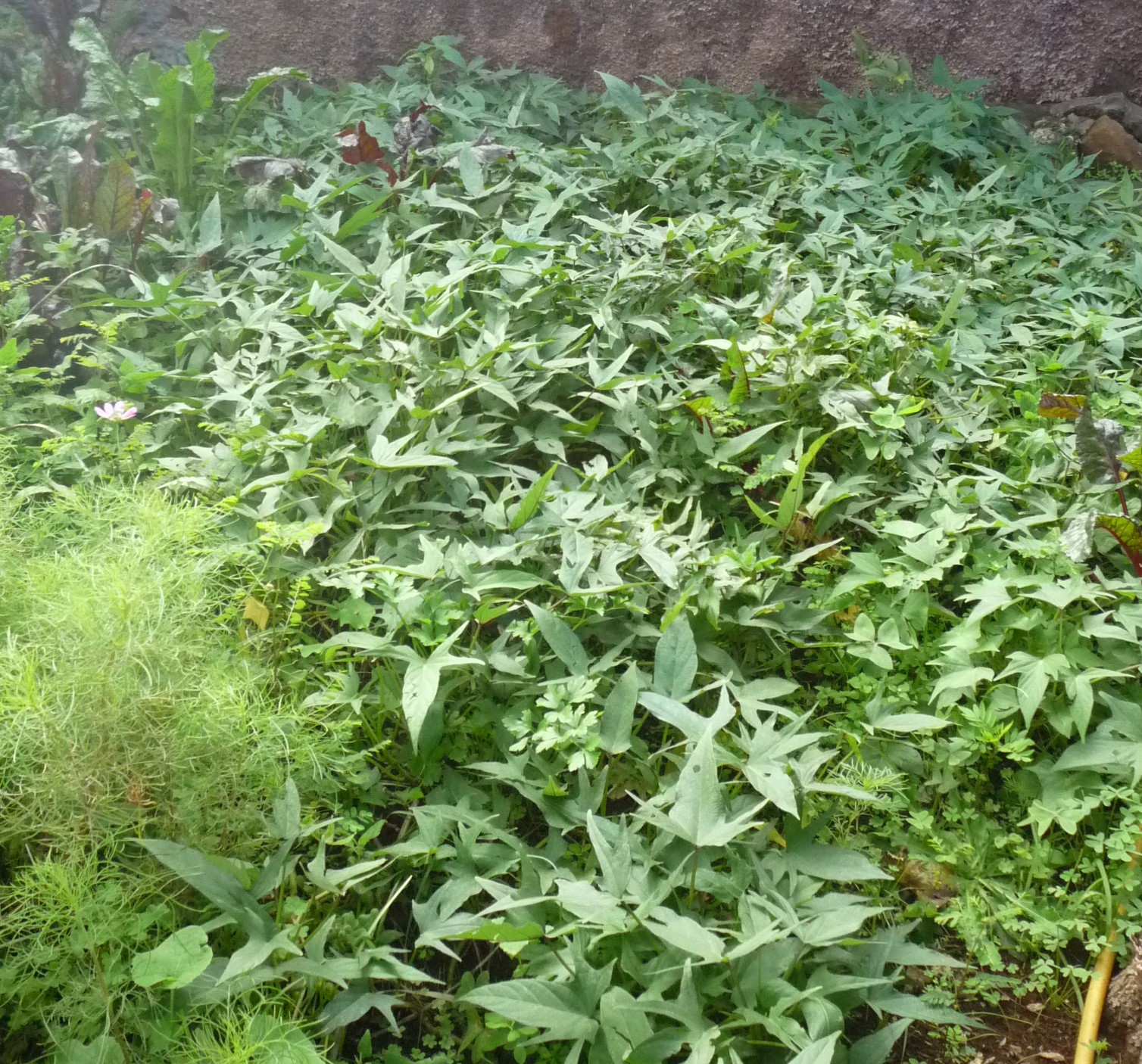 Plantação de batata-doce.