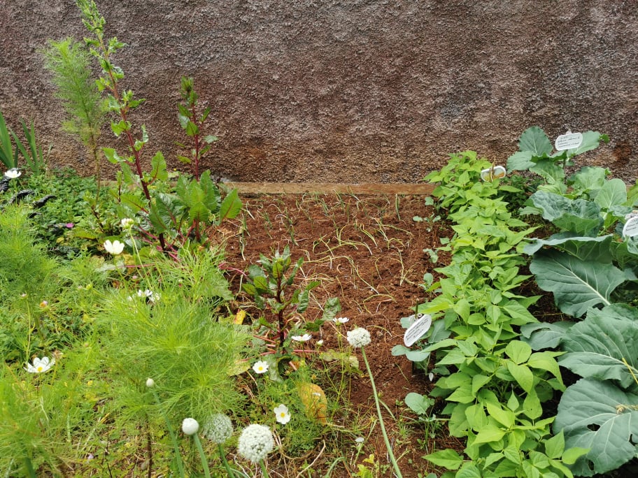 Plantação de hortícolas (cebolas, brócolos, feijão-rasteiro, couves e acelgas).