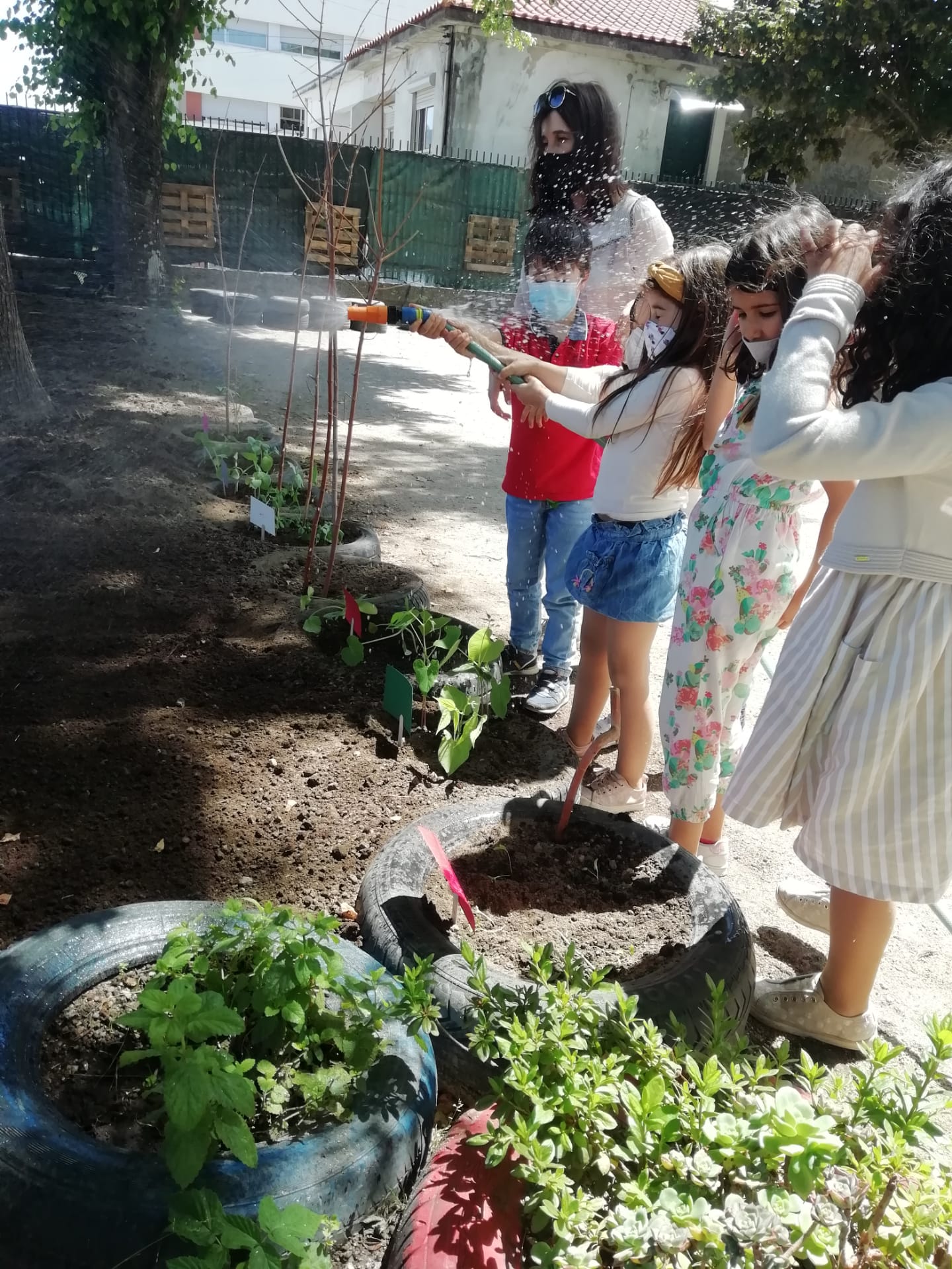 Regar as sementes e as plantas