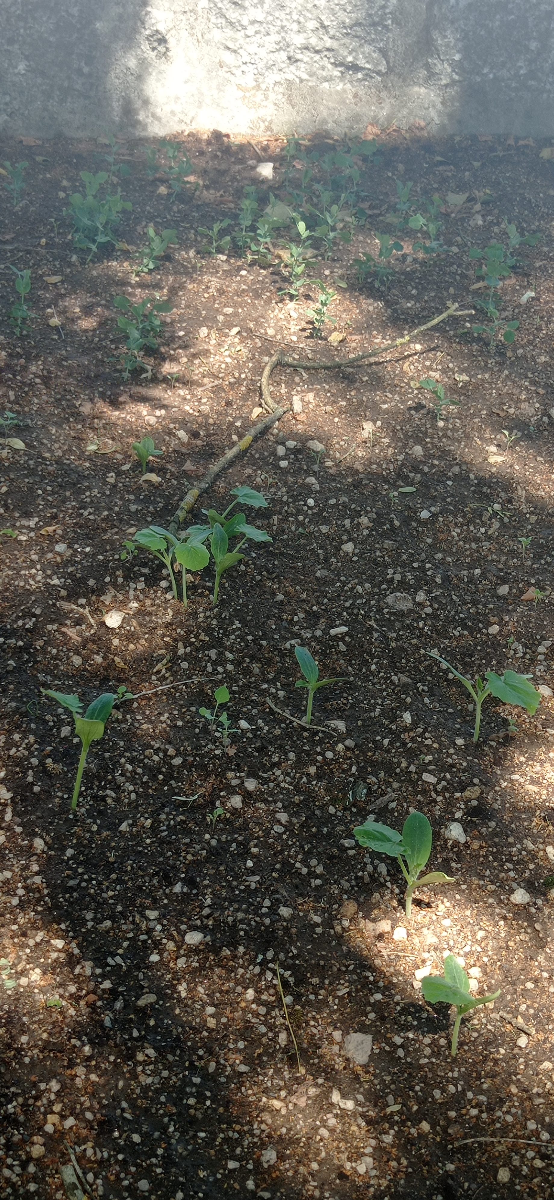 As primeiras plantas