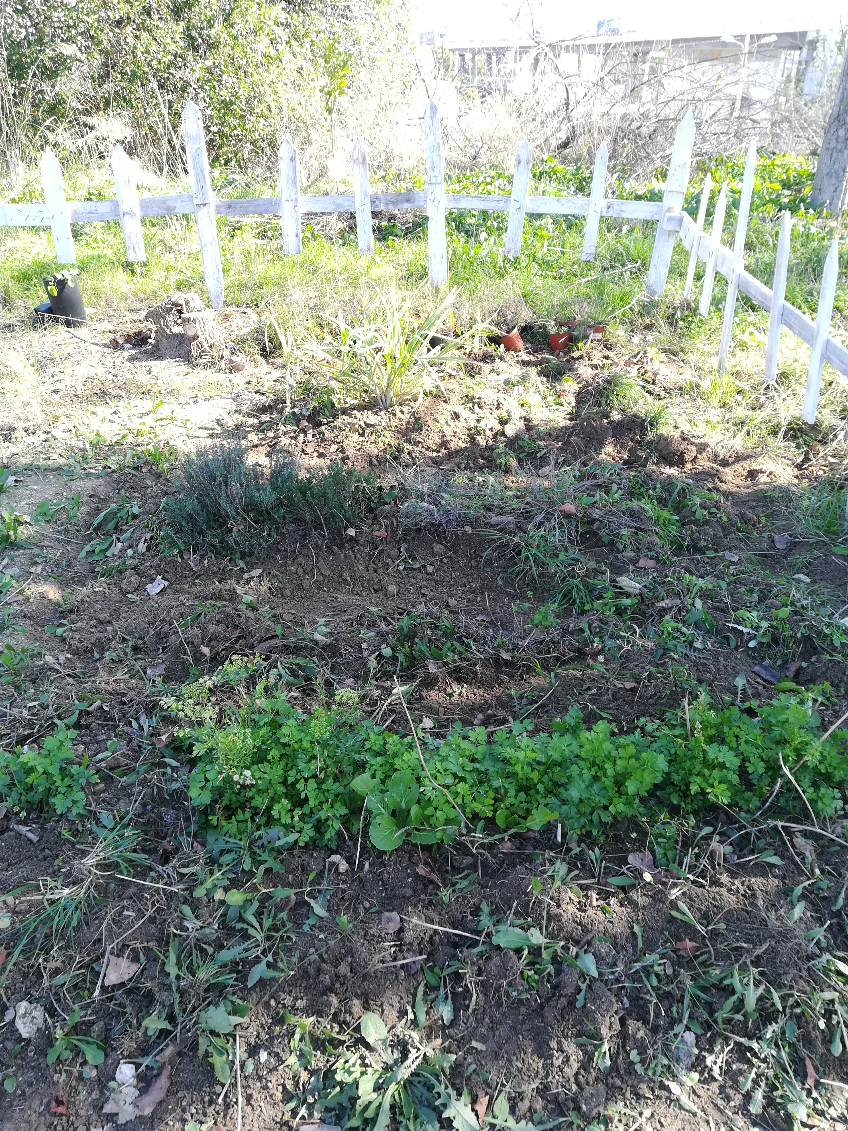 Ervas aromáticas