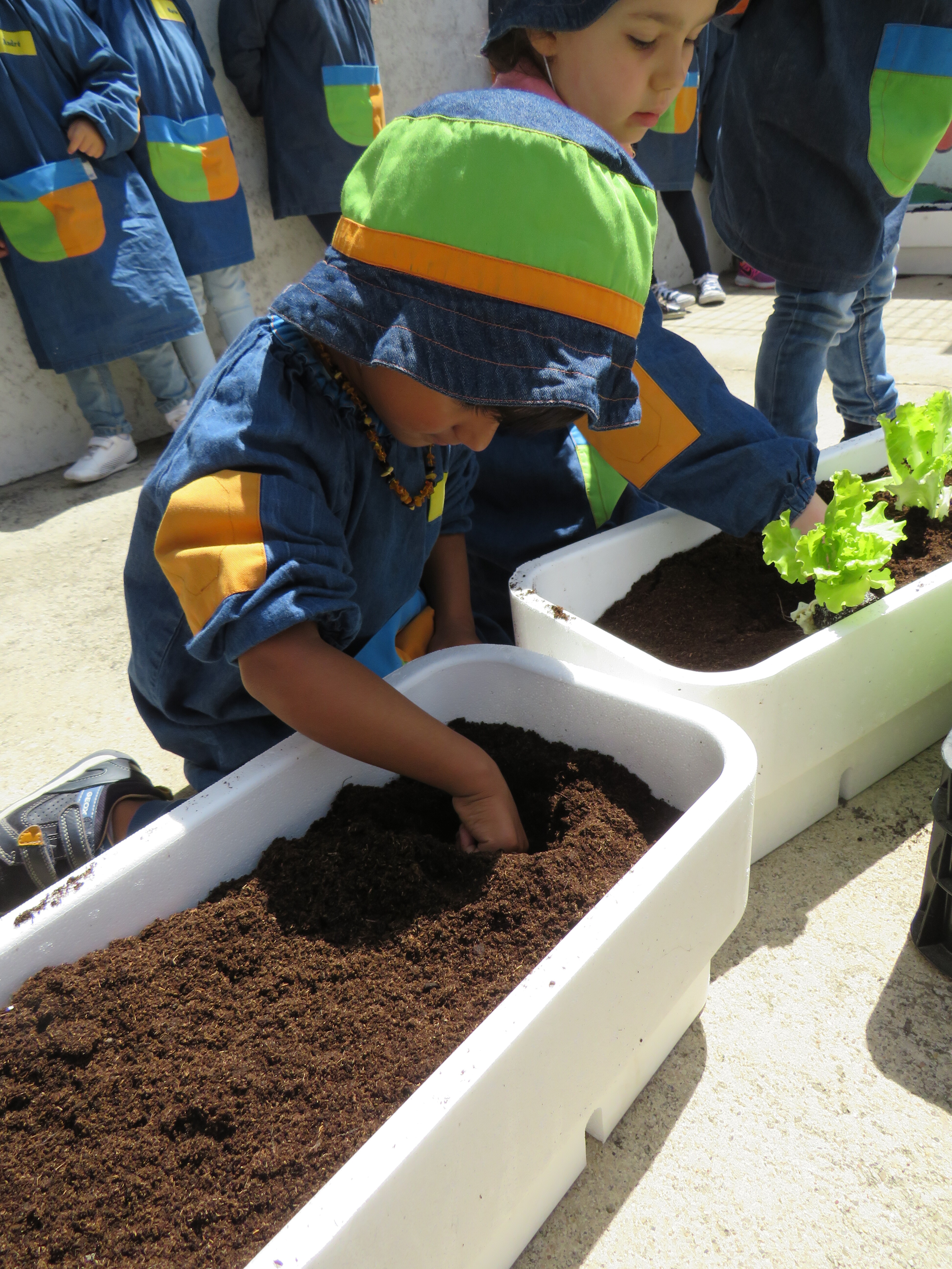 Plantação de alfaces em caixas