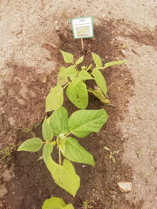 Plantação de feijão, iniciado no E@D - experiência da germinação do feijão.